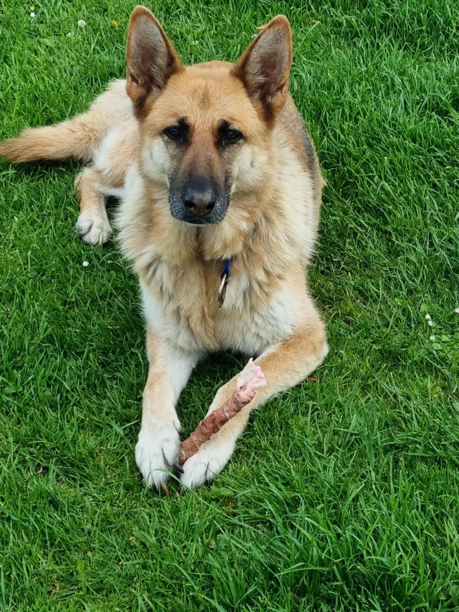 Pets in Sunrise view