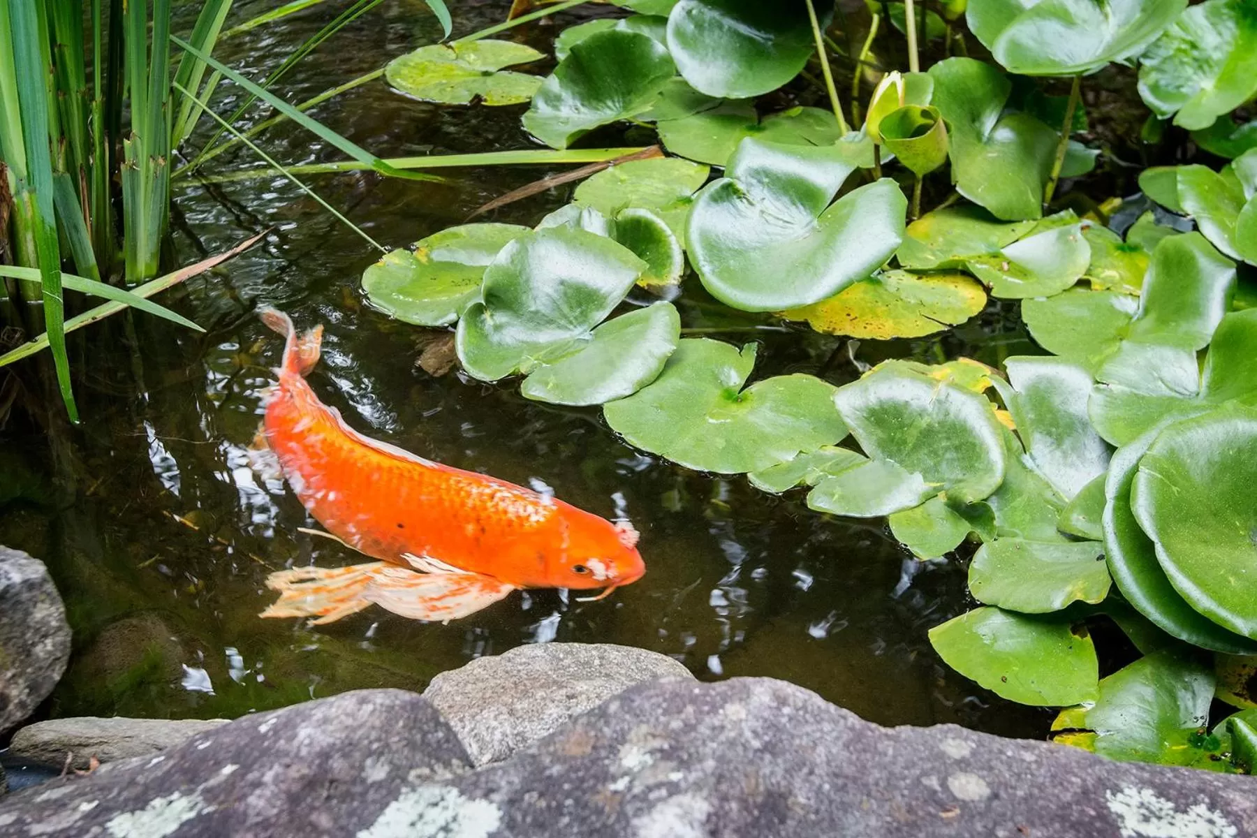 Garden in Lazy Bear Lodge