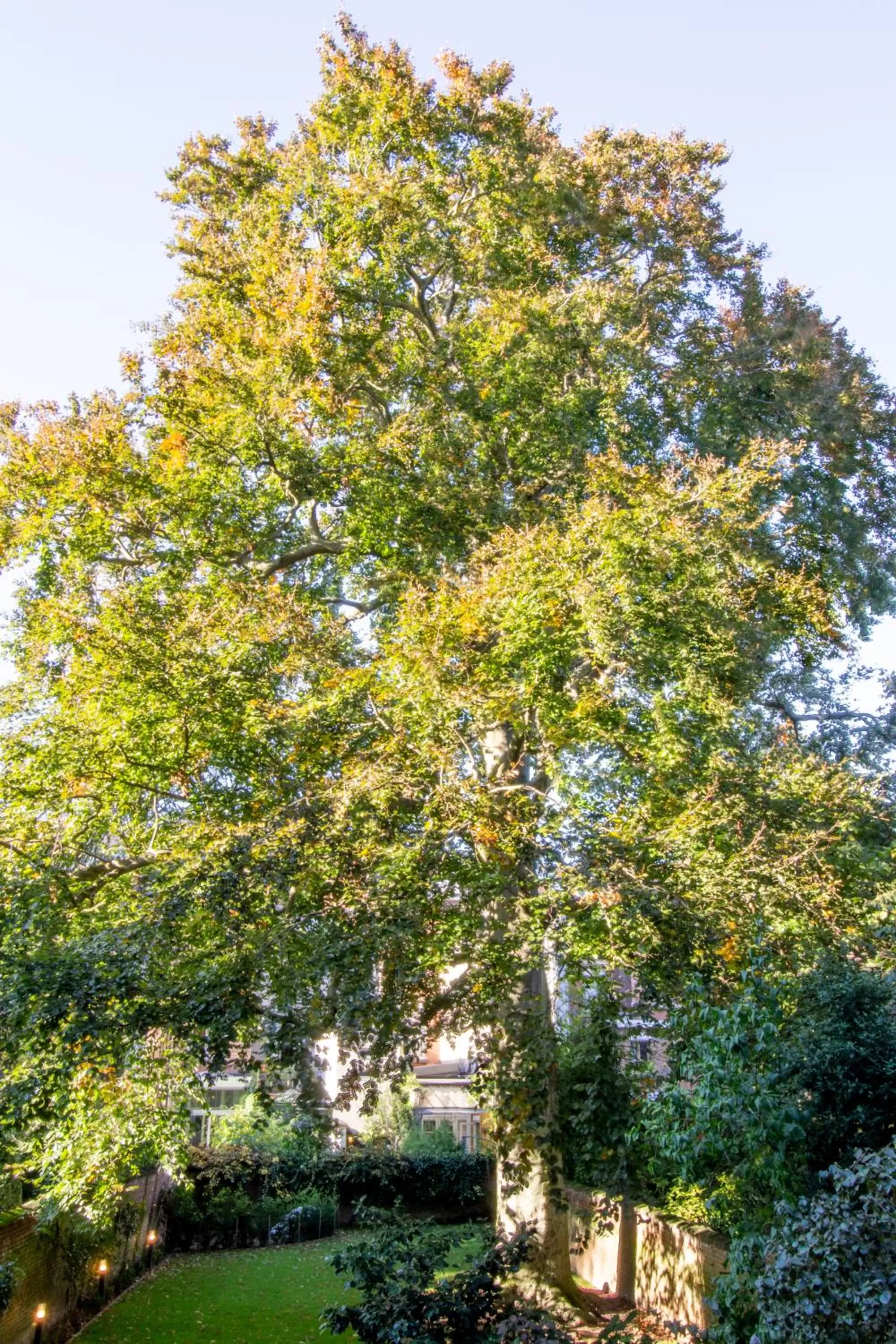 Garden in The Old Beech