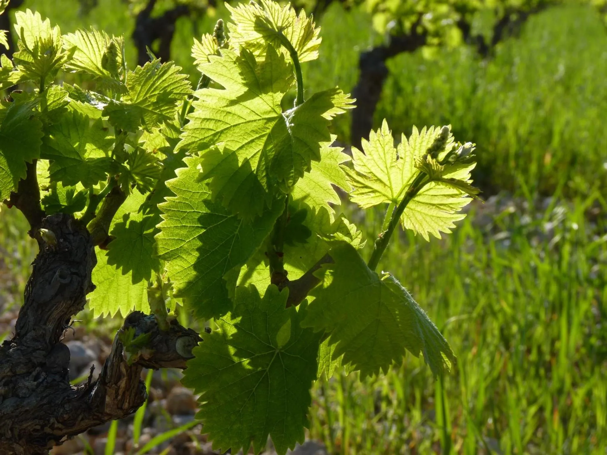 Natural landscape in ibis Styles Chinon