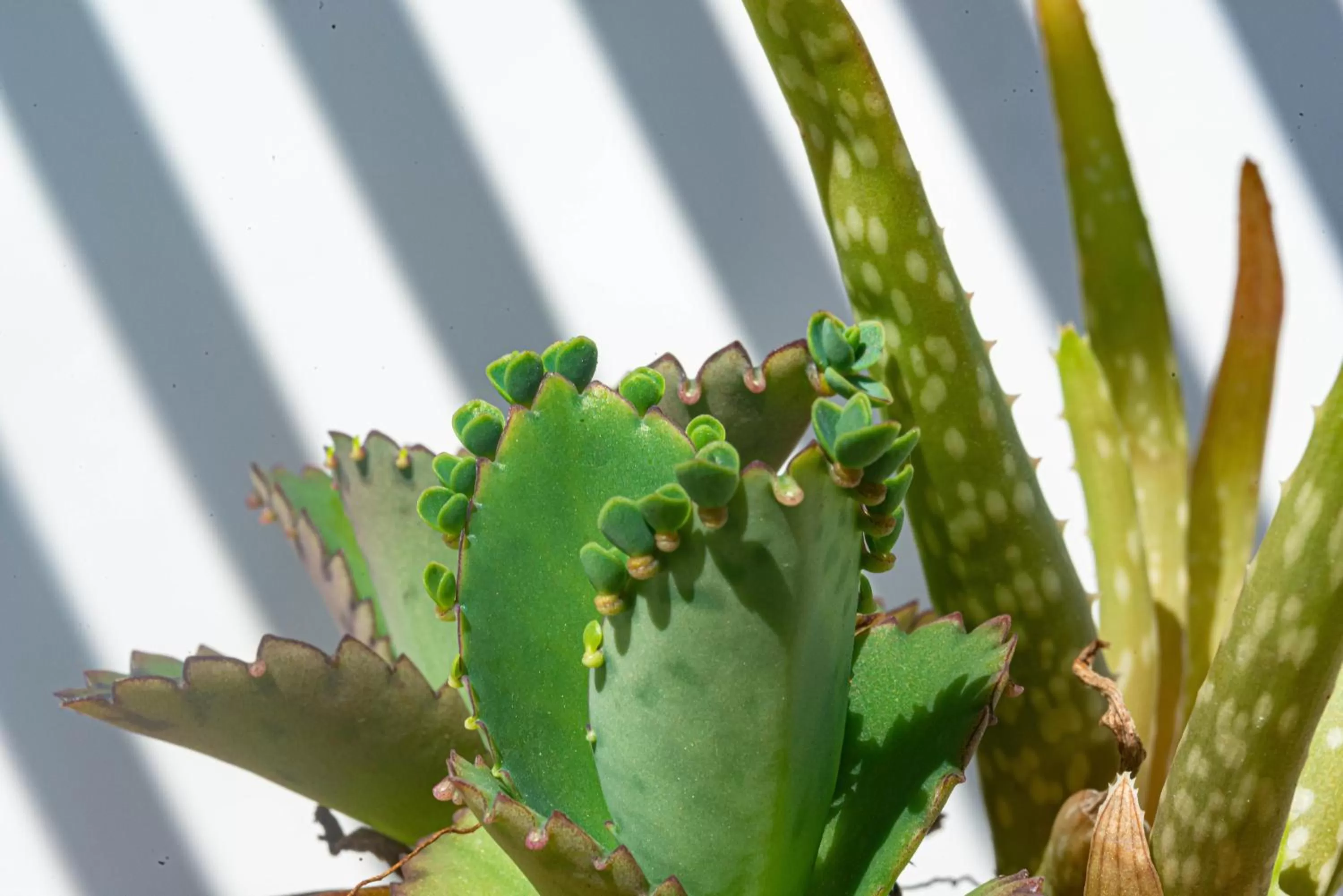 Balcony/Terrace in Hotel Boutique Rato 10