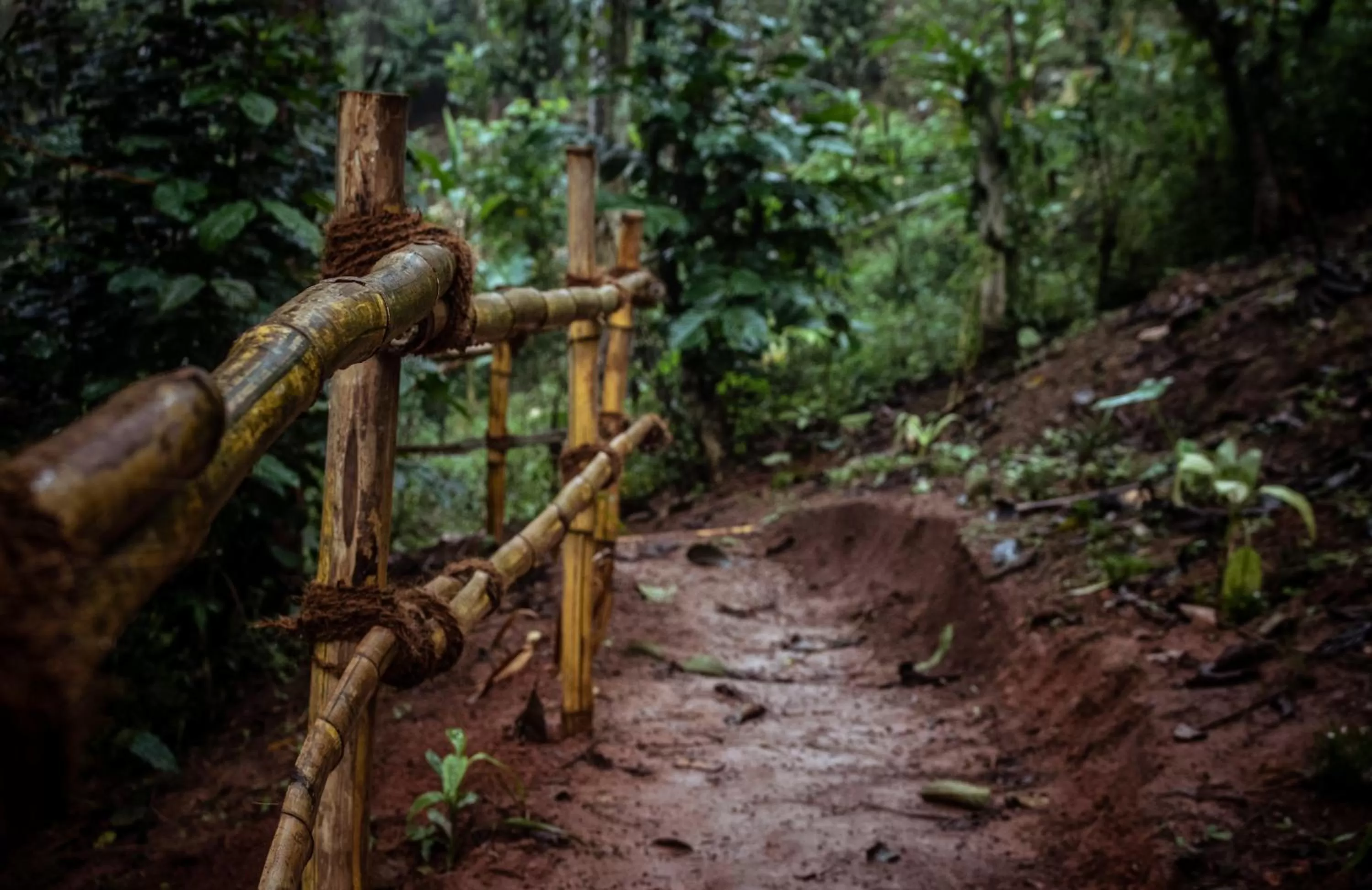 Natural landscape, Other Animals in Edens Munnar