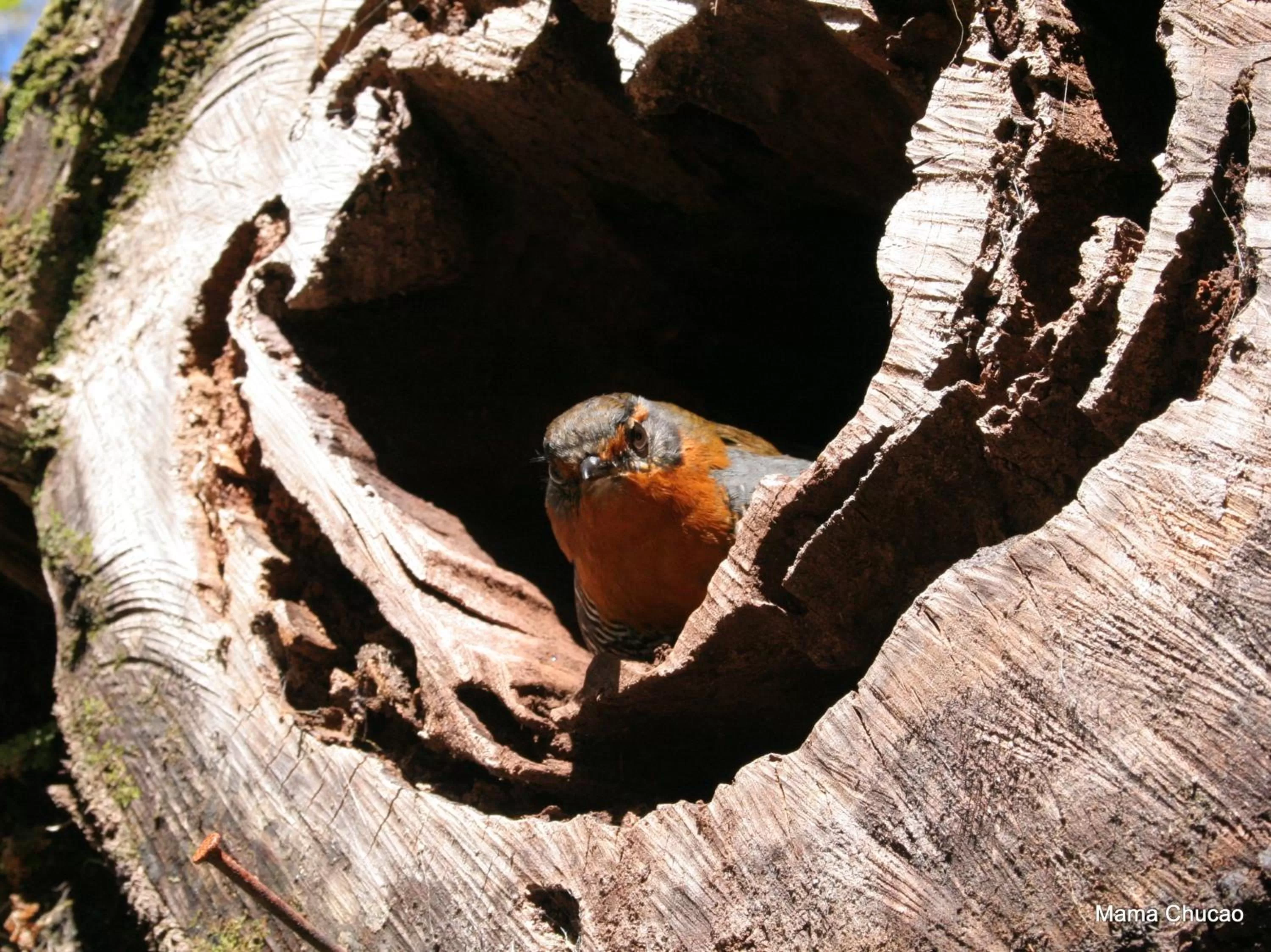 Other, Natural Landscape in Posada Queulat