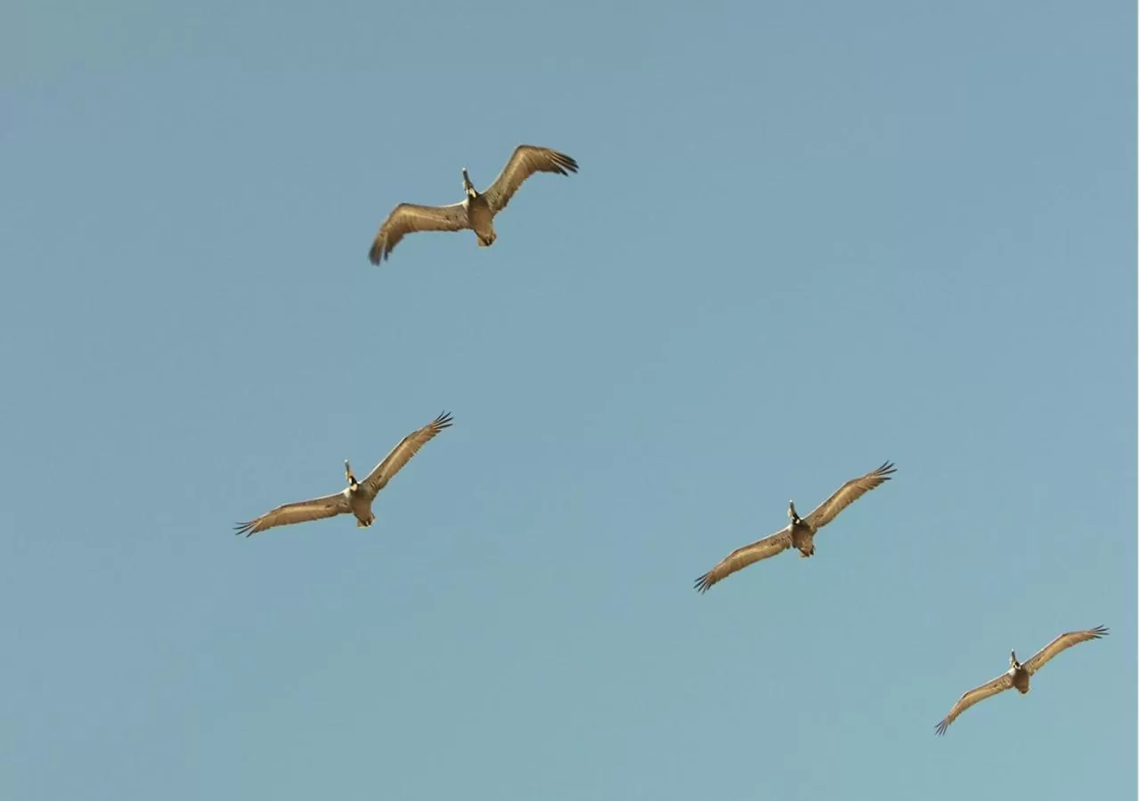 Animals in Stella del Mar