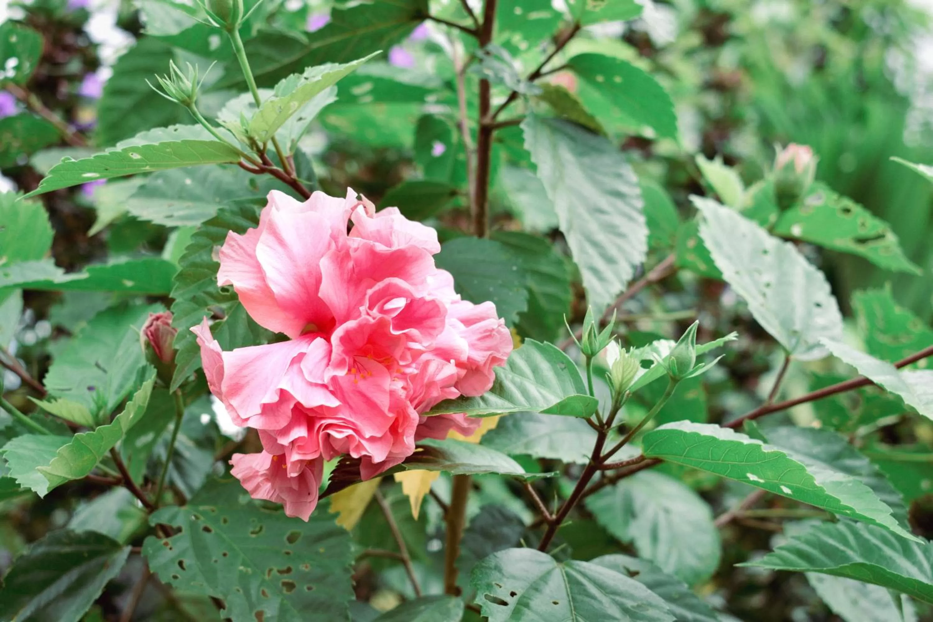 Garden in Arenal Descanso