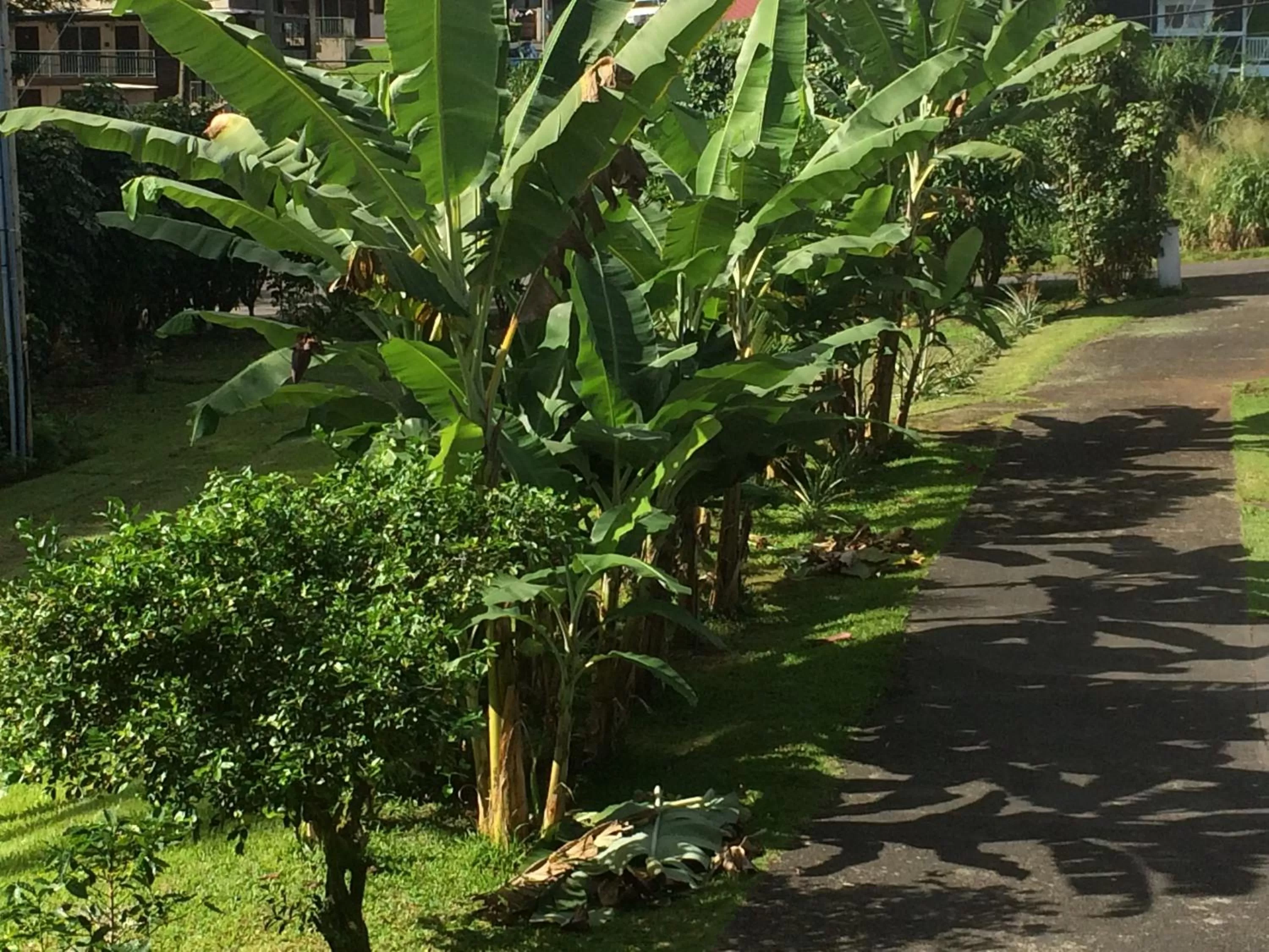 Property building in Hilo Bay Oceanfront Bed and Breakfast