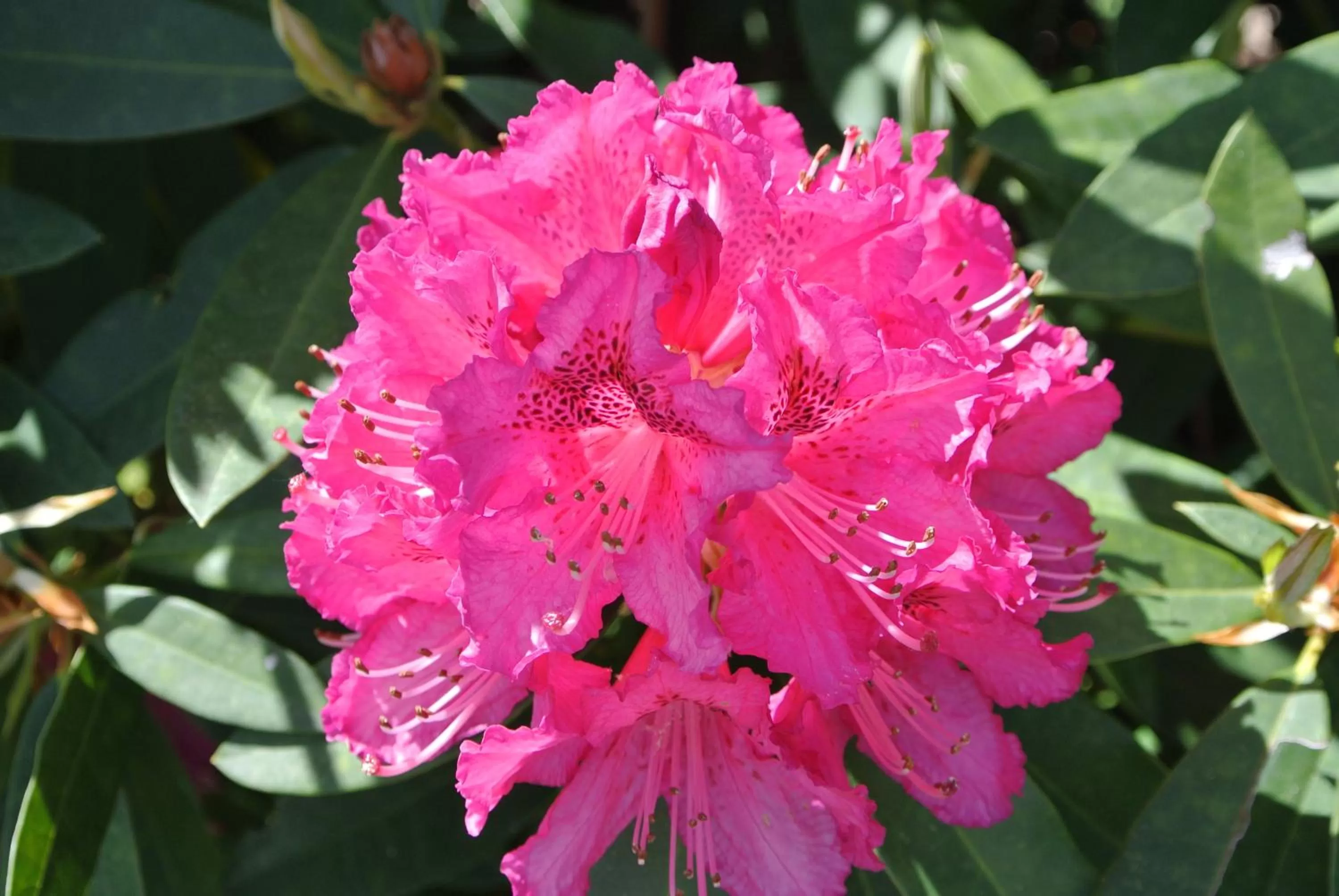 Spring in campagnoli