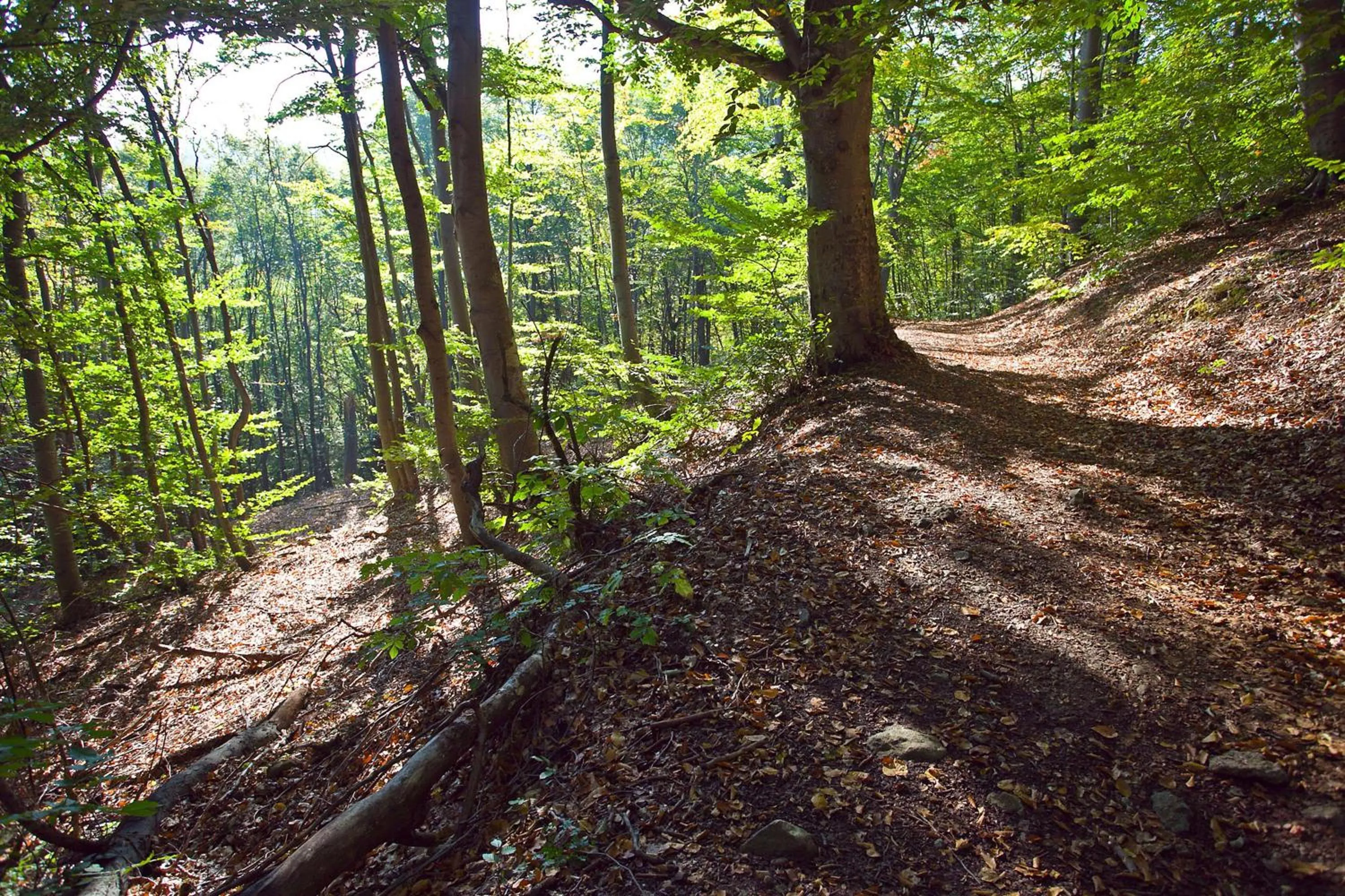 Spring in Vitoshko Lale Hotel