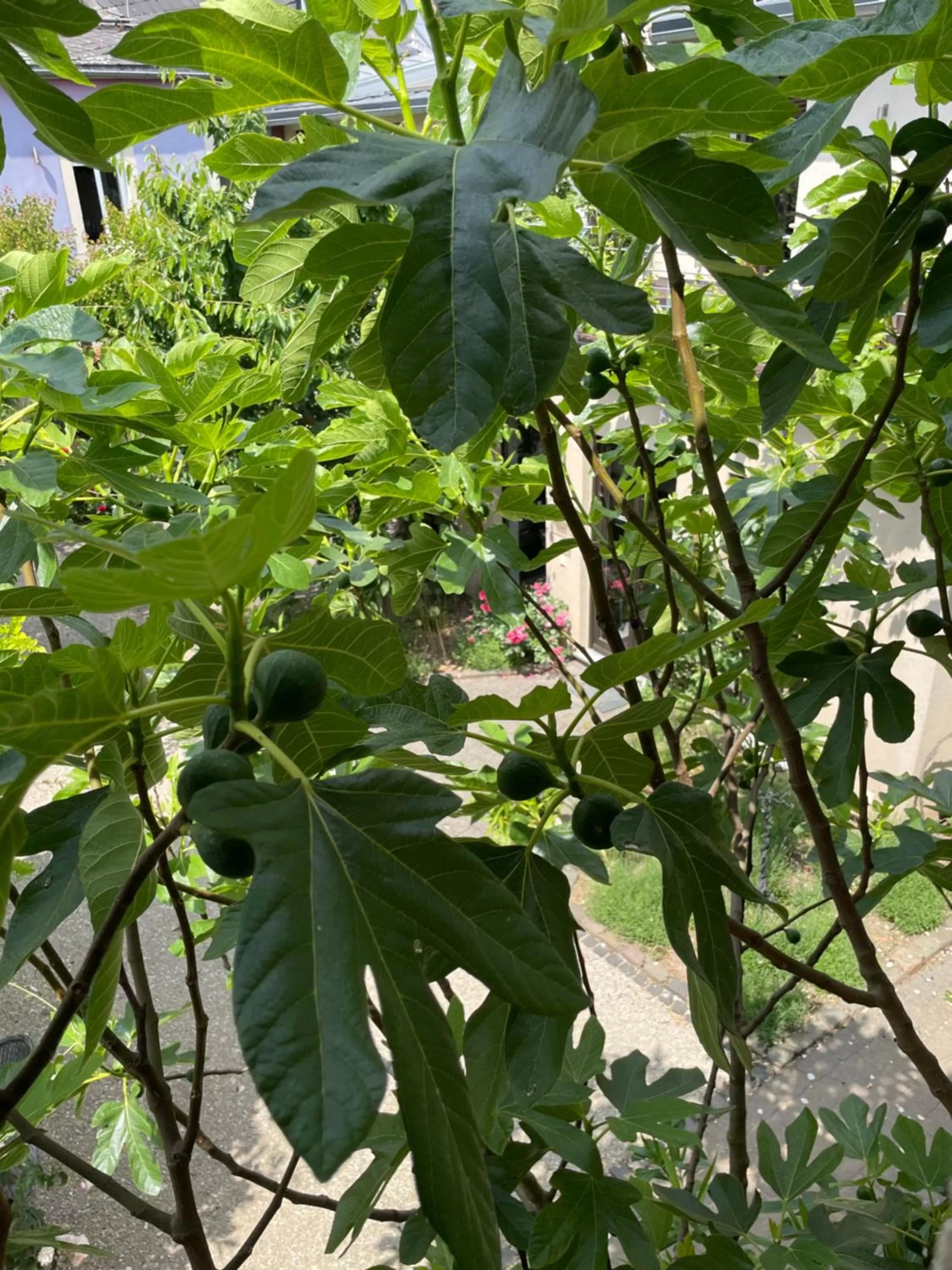 Inner courtyard view in Jugendstil-Hof