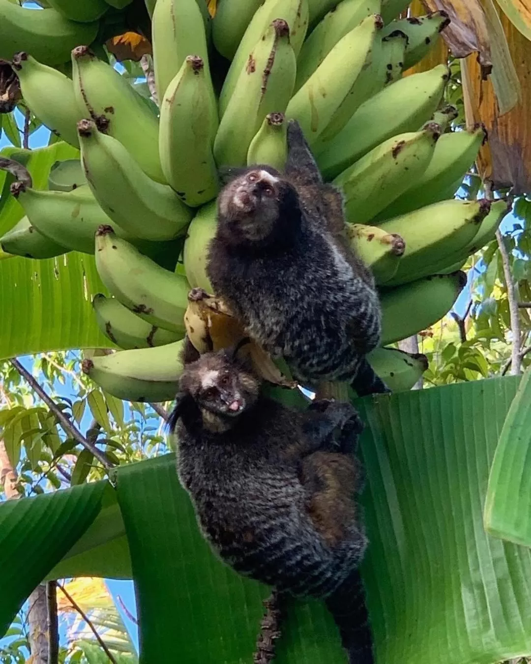 Animals, Other Animals in Pousada Sitio da Bia