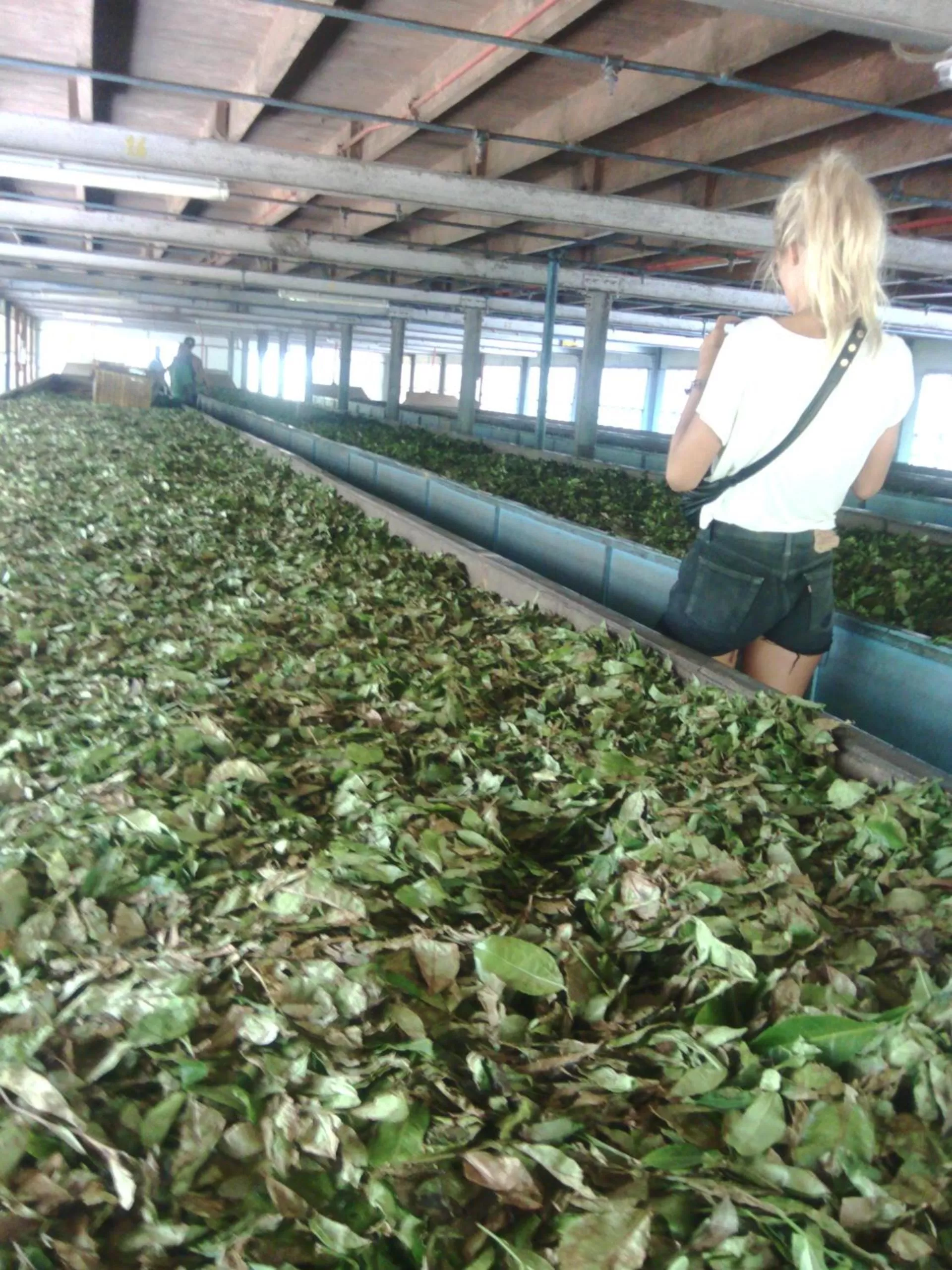 Guests in Rock View Rest Hatton