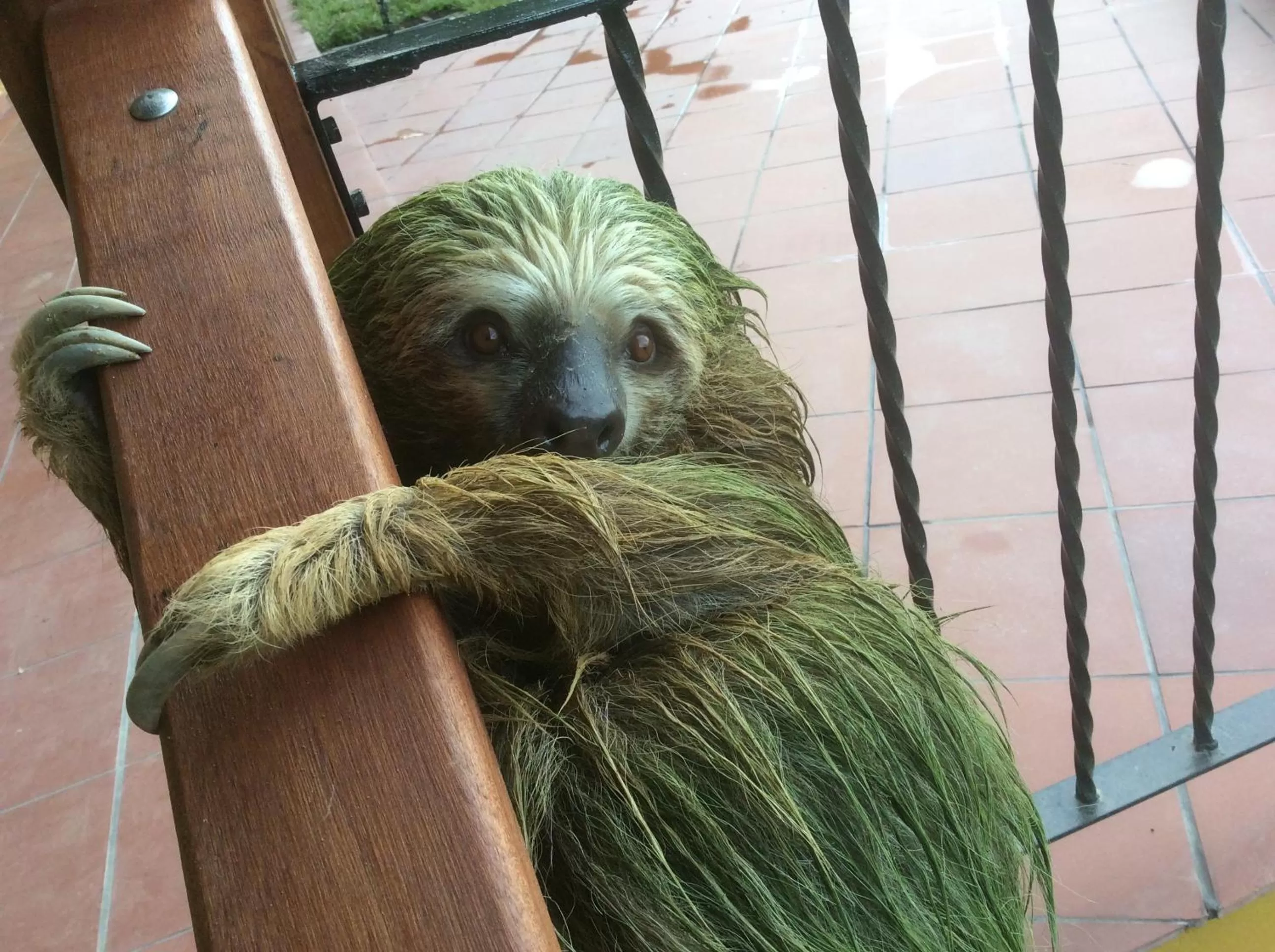 Pets, Other Animals in Ecoresort Gran Azul