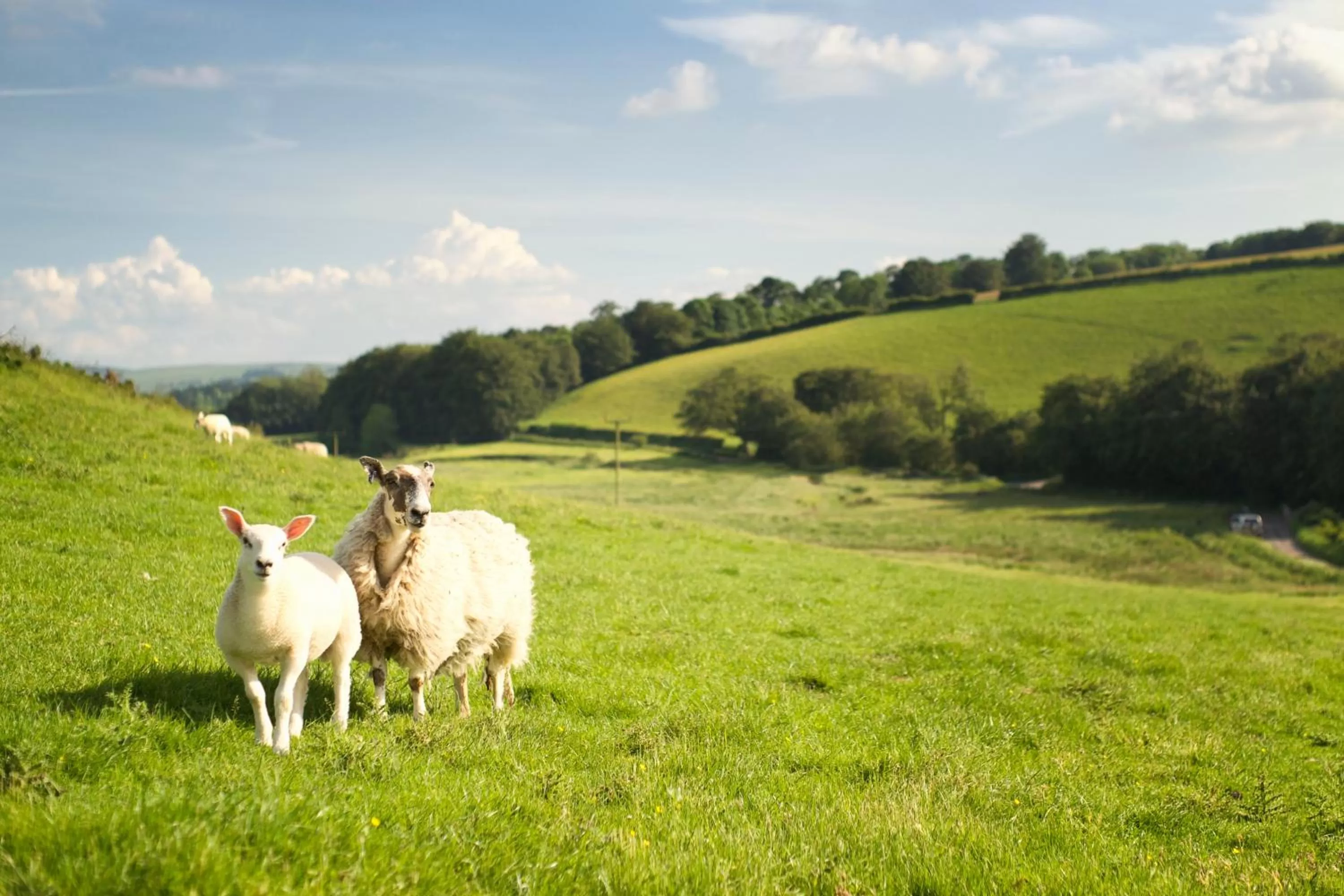 Natural landscape in Carfraemill