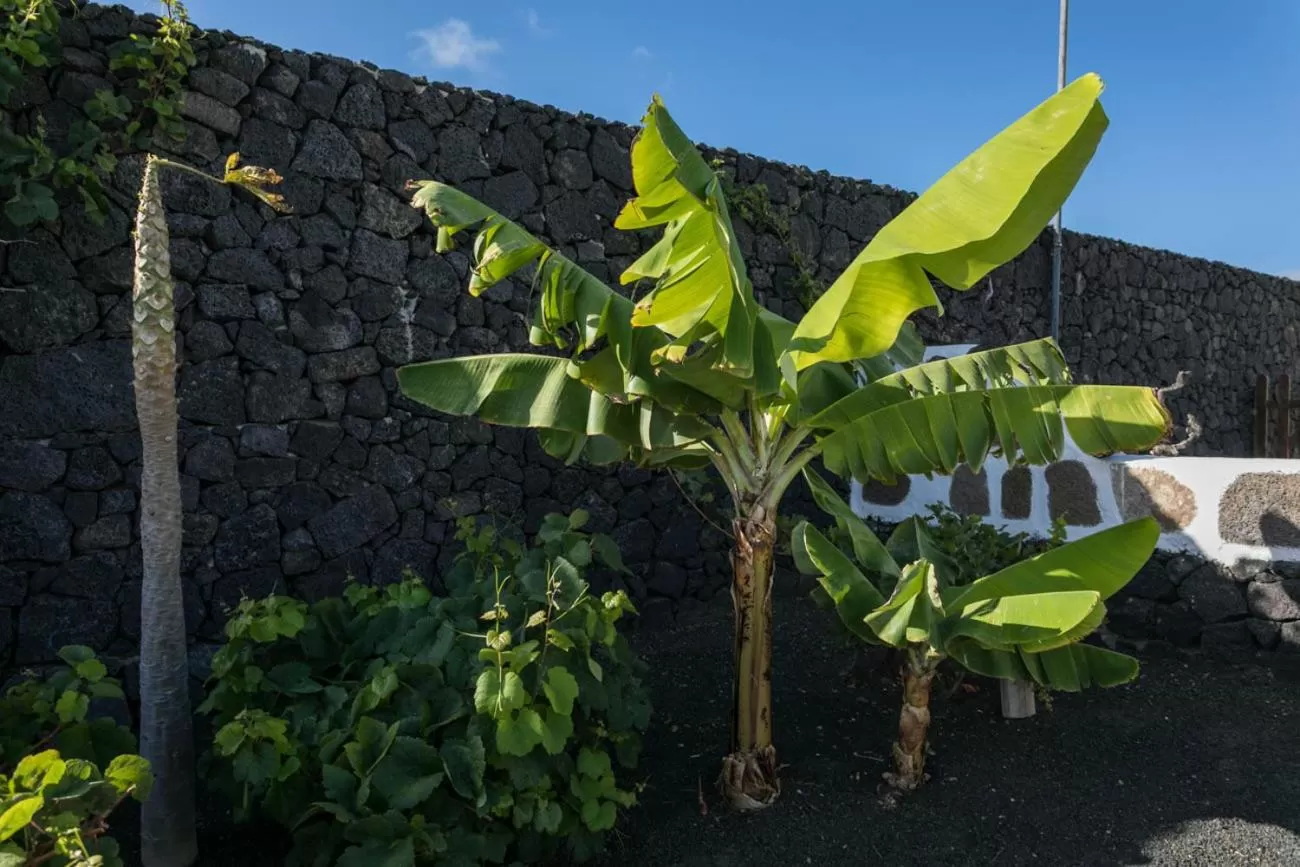 Garden view in Villa El Jable Lanzarote