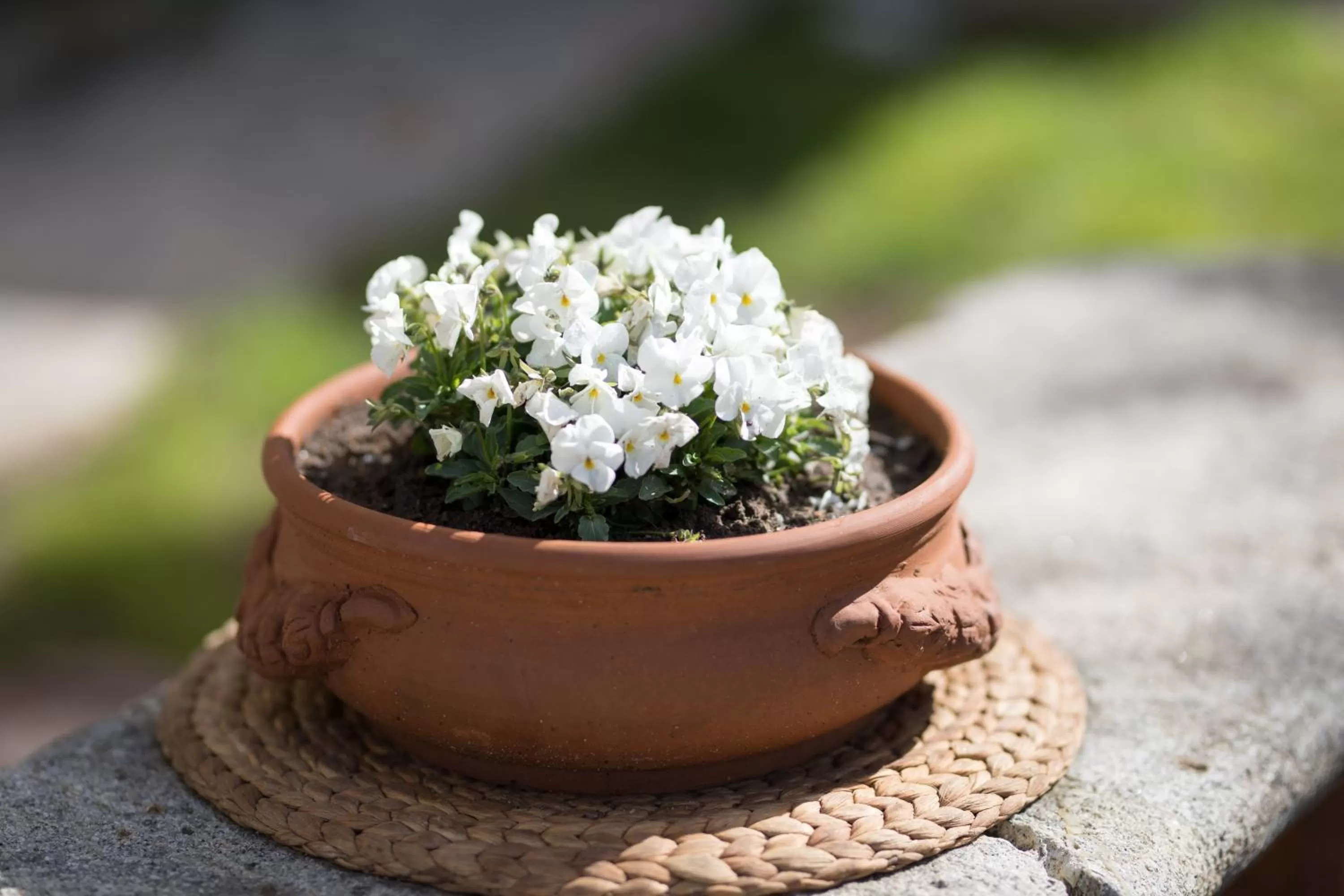 Other in B&B Podere Legnotorto