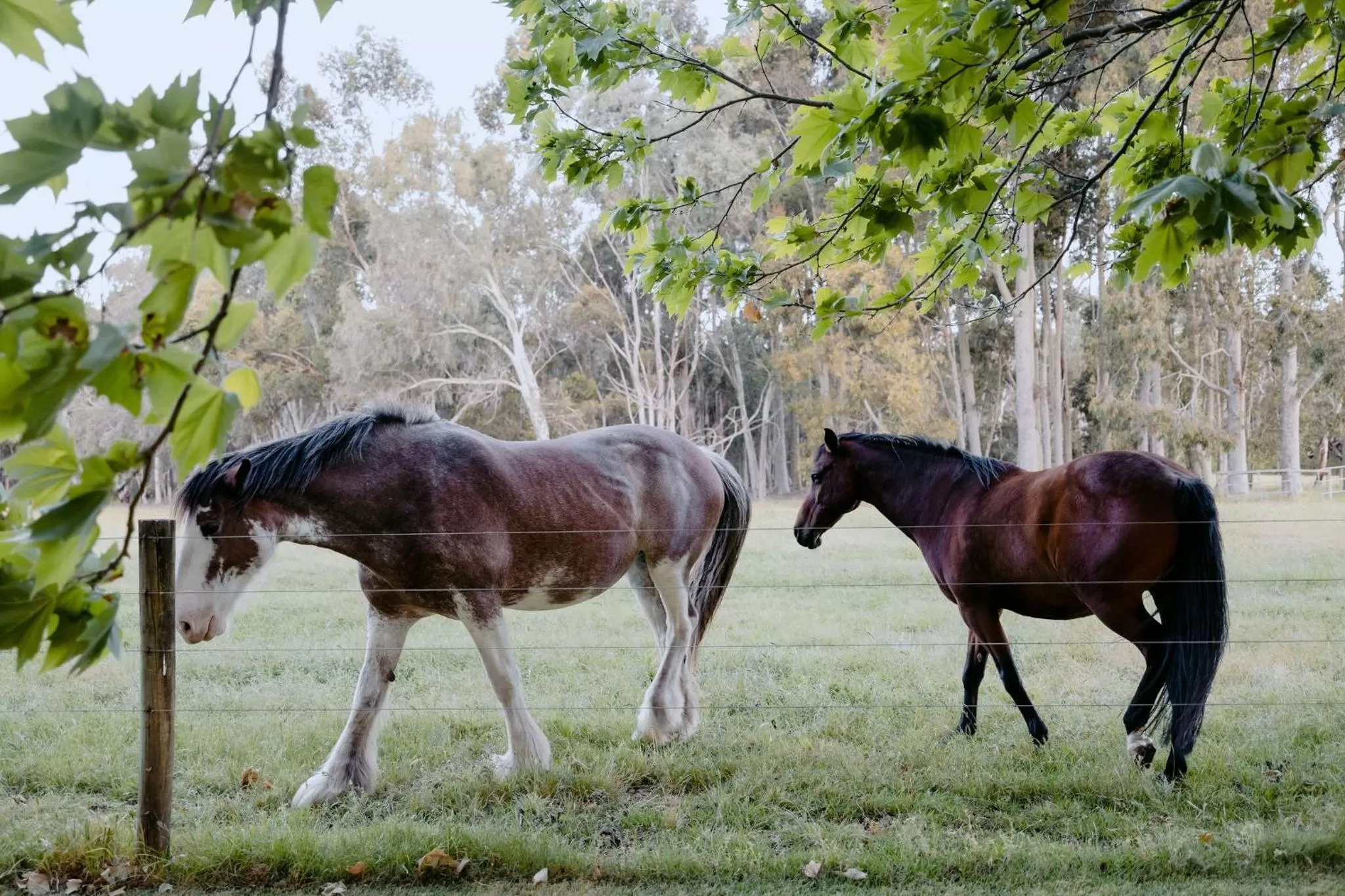 Animals in Losari Retreat