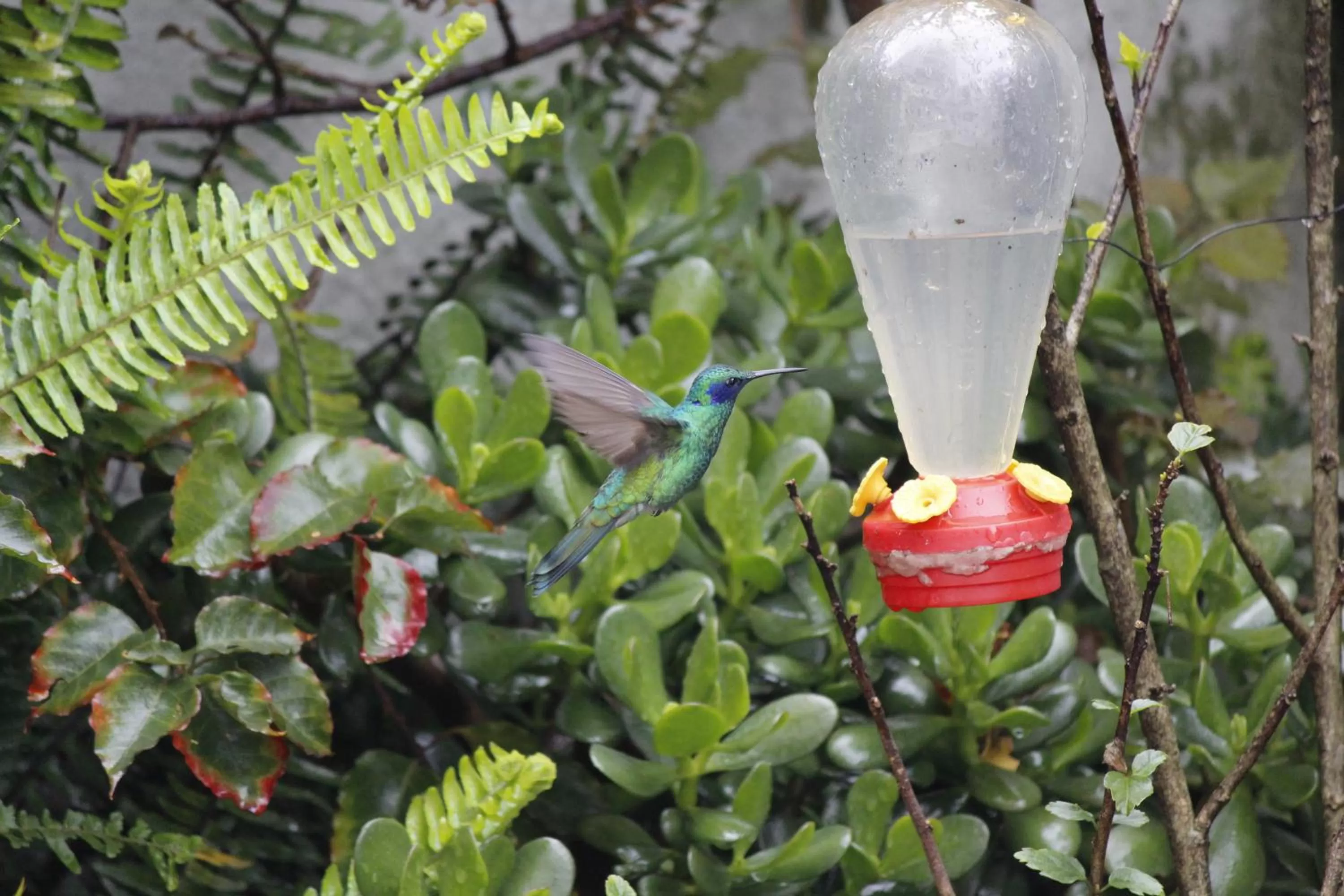 Garden in Suites Metropoli