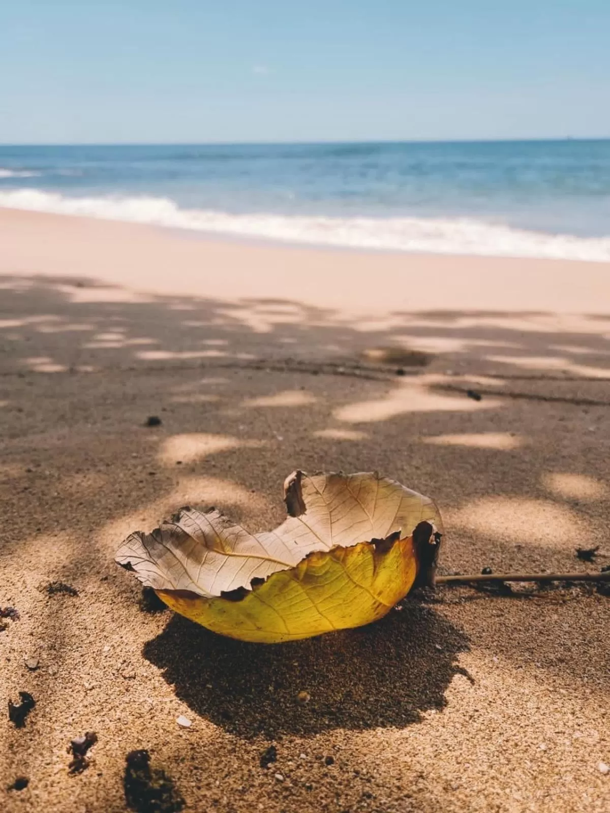 Beach in Bird Island Bungalows