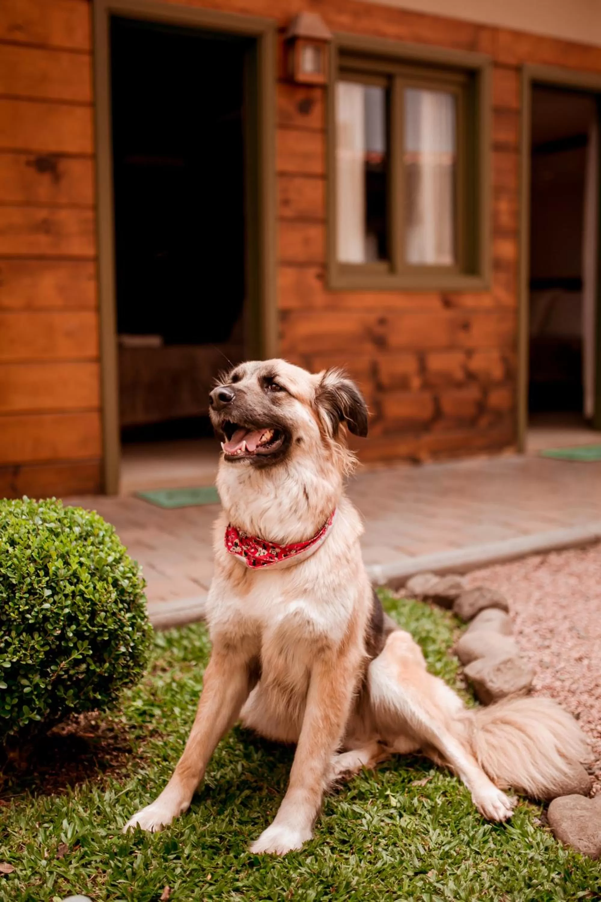 Pets in Pousada Charm Canela