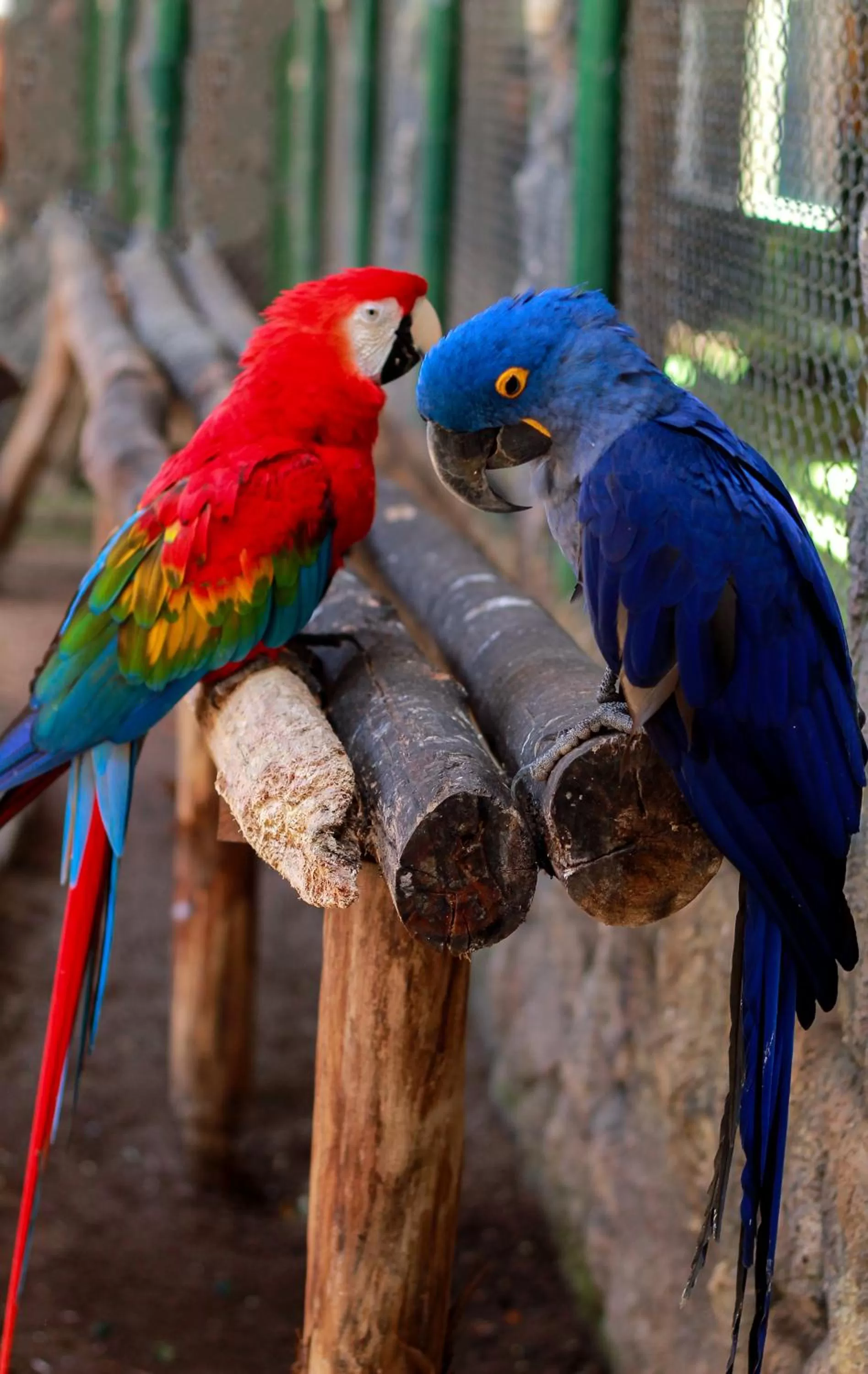 Other Animals in Pousada Sol e Mar