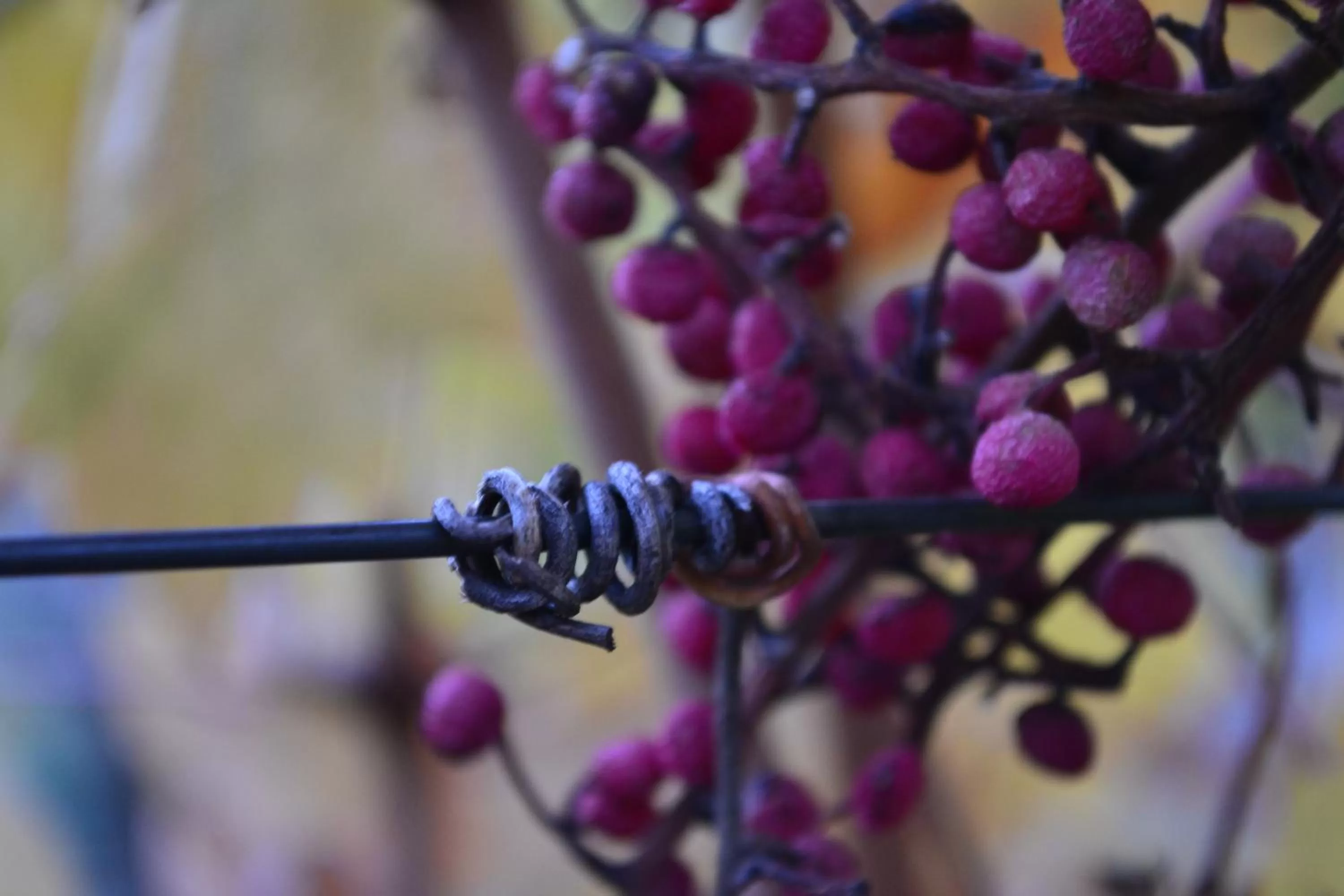 Garden view in Chardonnay Lodge
