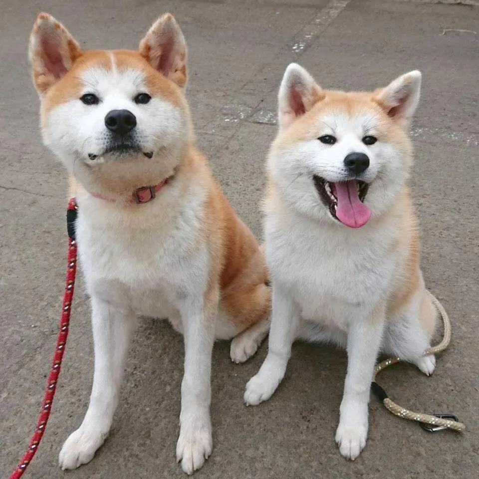 Grand Park Hotel Odate