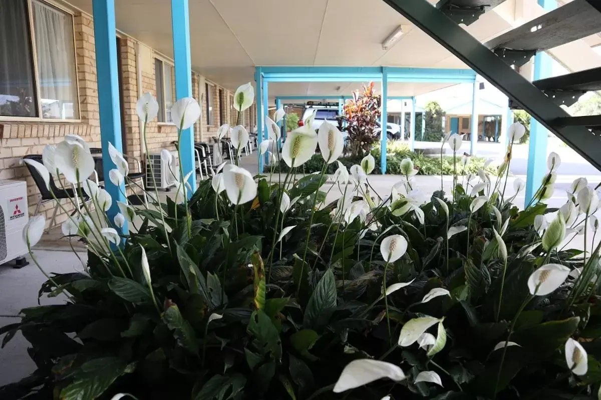 Queen Room in Kilcoy Gardens Motel Queen Room in Kilcoy Gardens Motel