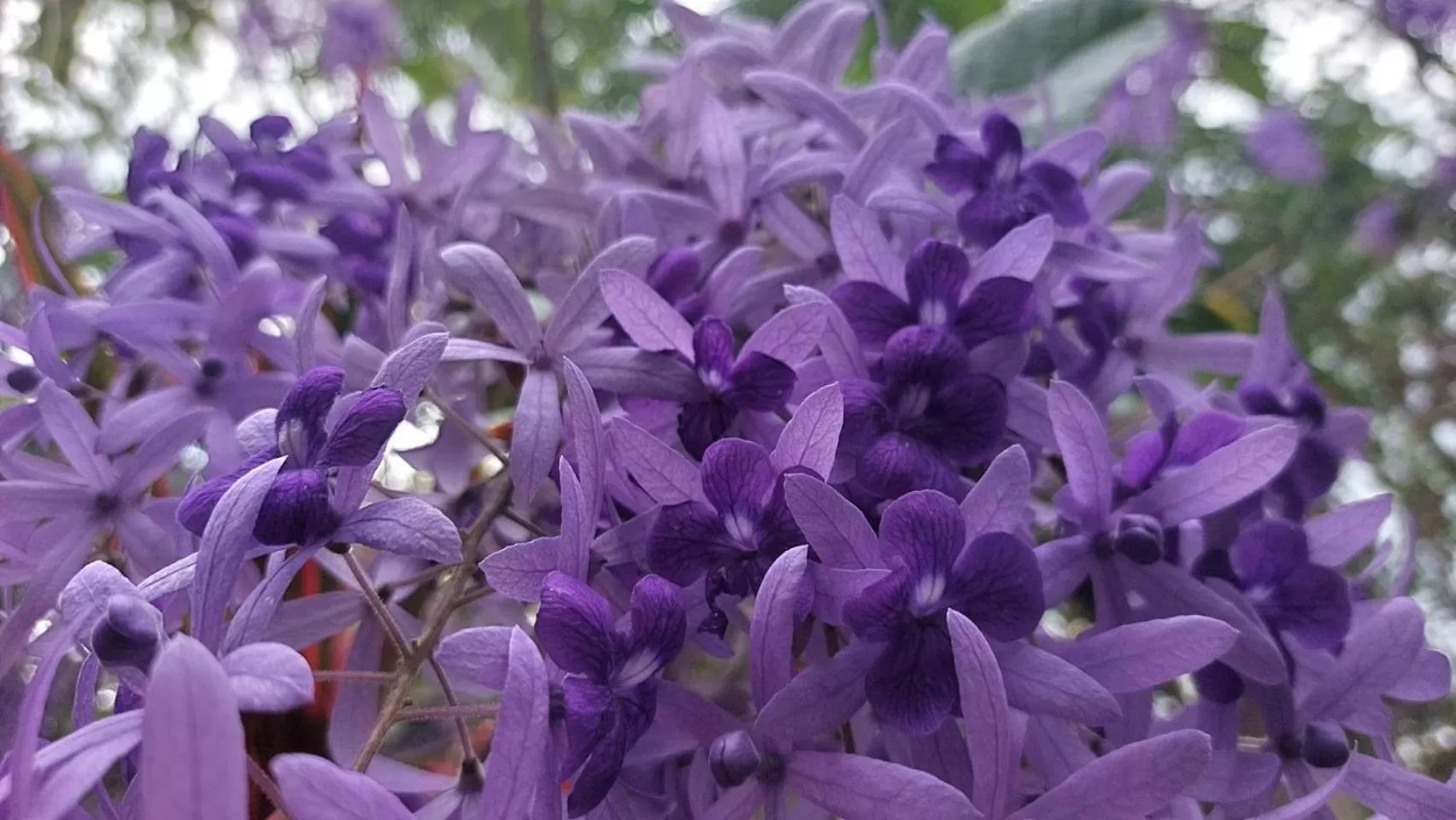 Garden in Serenity Resort Koh Chang