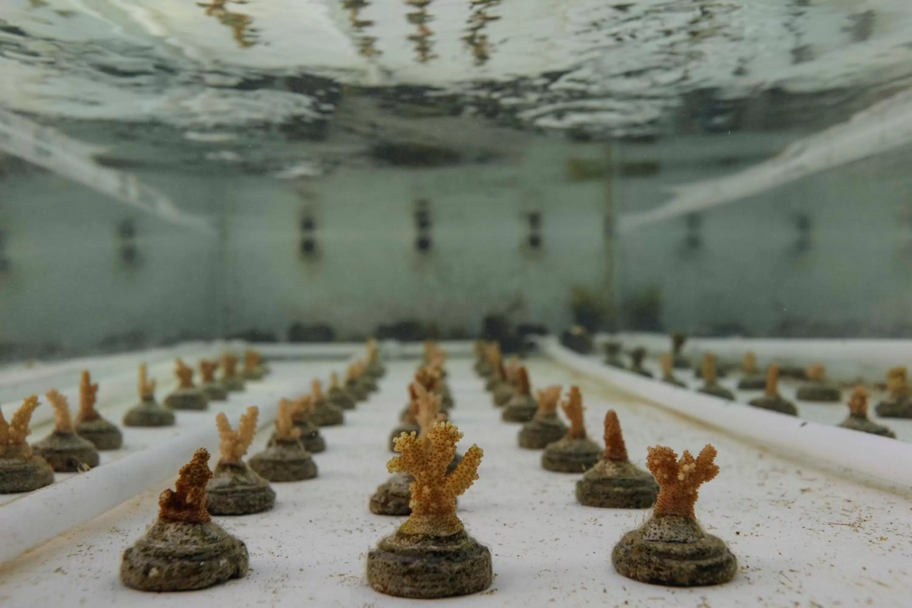 Activities in Fisherman's Cove Resort - closed for complete renovation - Visit our sister property STORY Seychelles for your stay