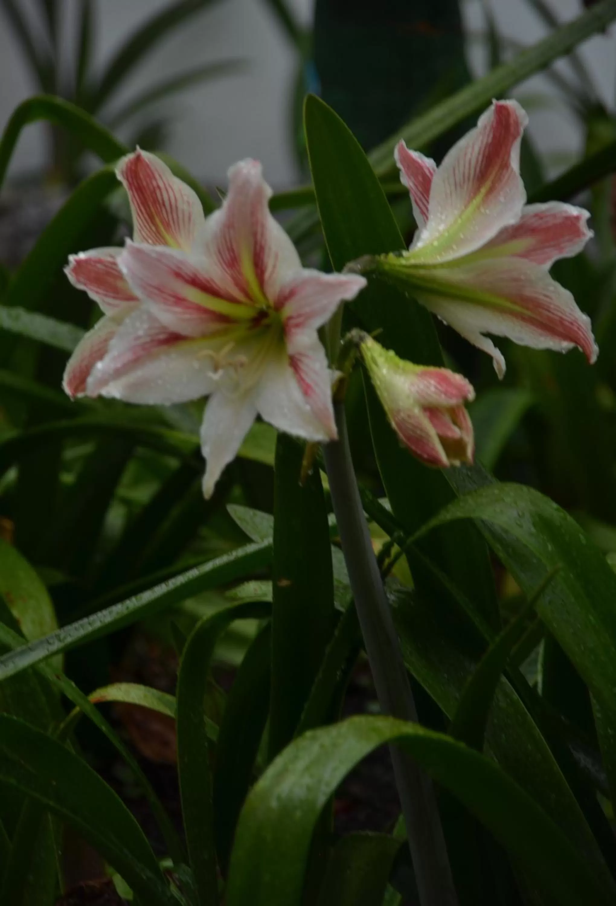 Garden in Hotel Rebequet