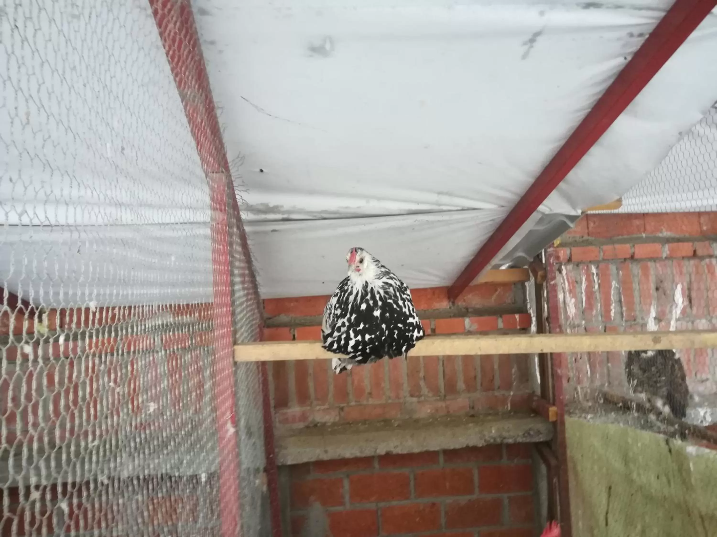 Animals in Etno selo Vile Jefimija, selo Preobrazenje, Vranje