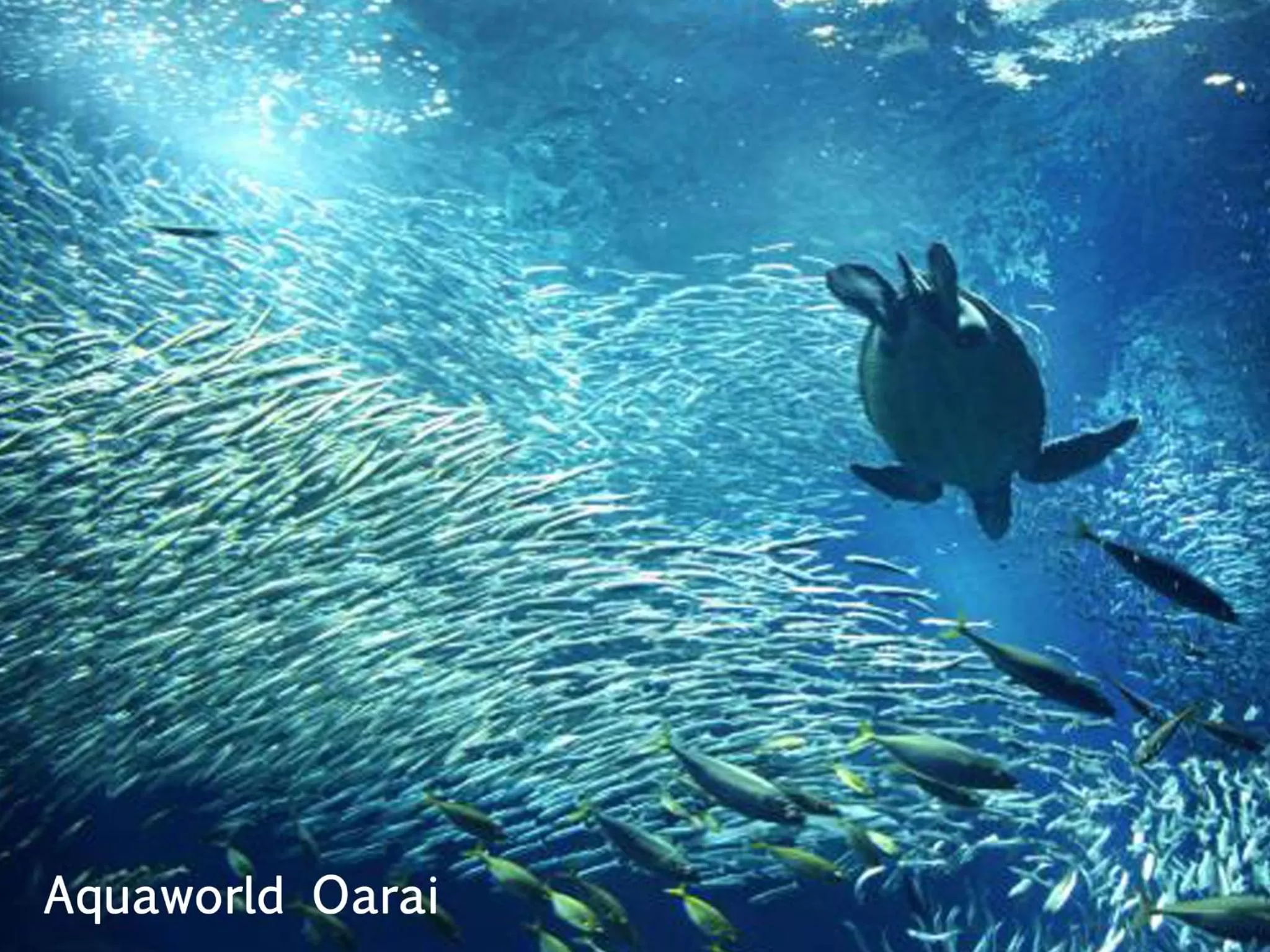 Aqua park in Mito Keisei Hotel