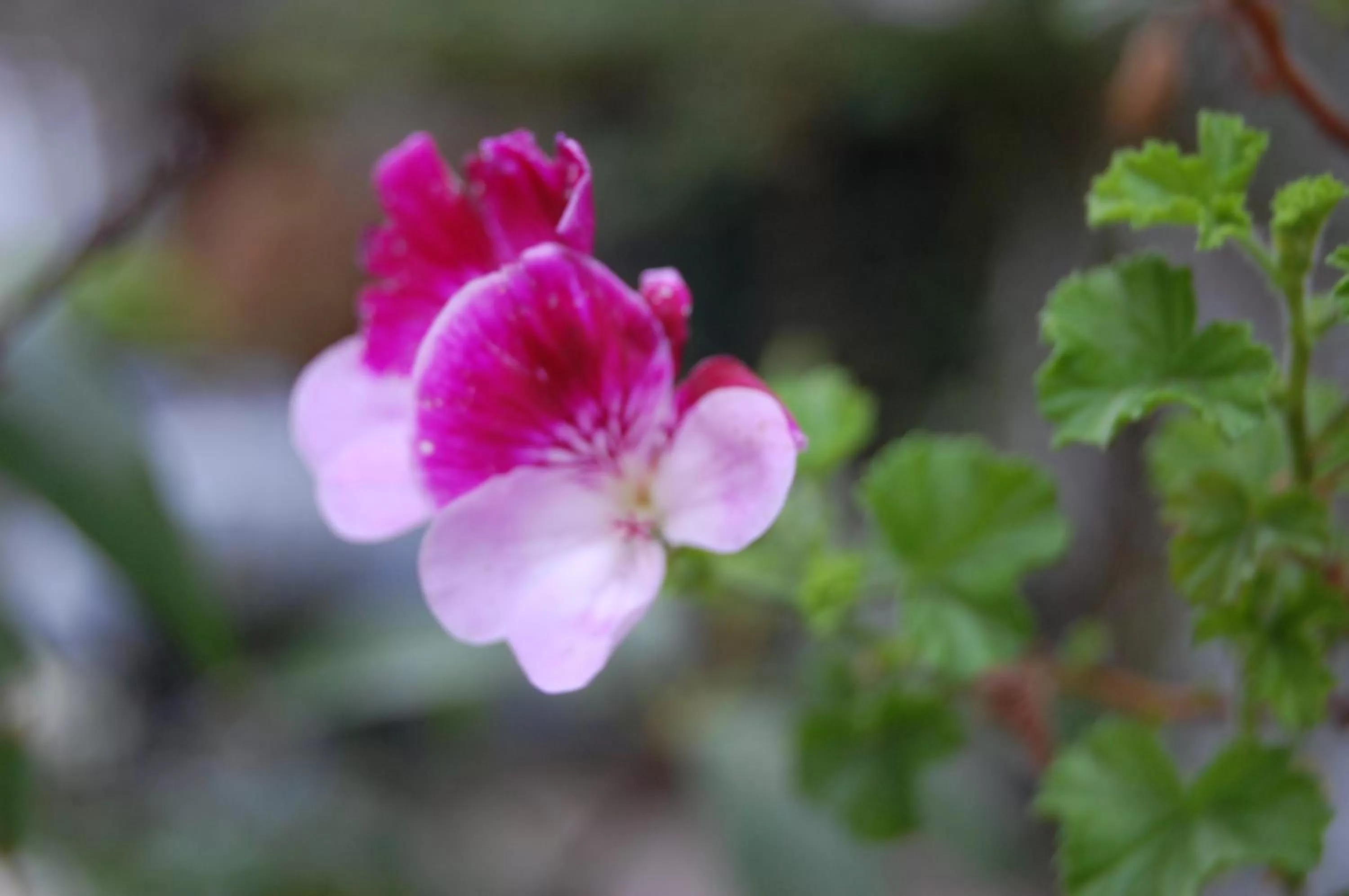 Other, Other Animals in Apartamentos Otorongo Cuenca Ecuador