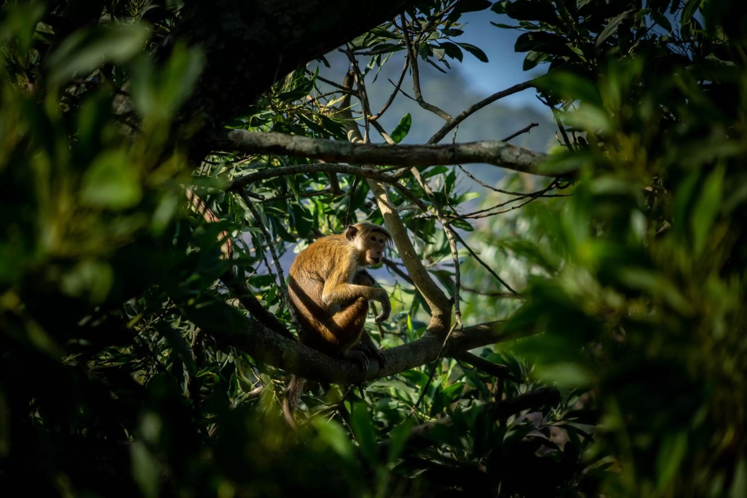 Other Animals in Felicity Inn