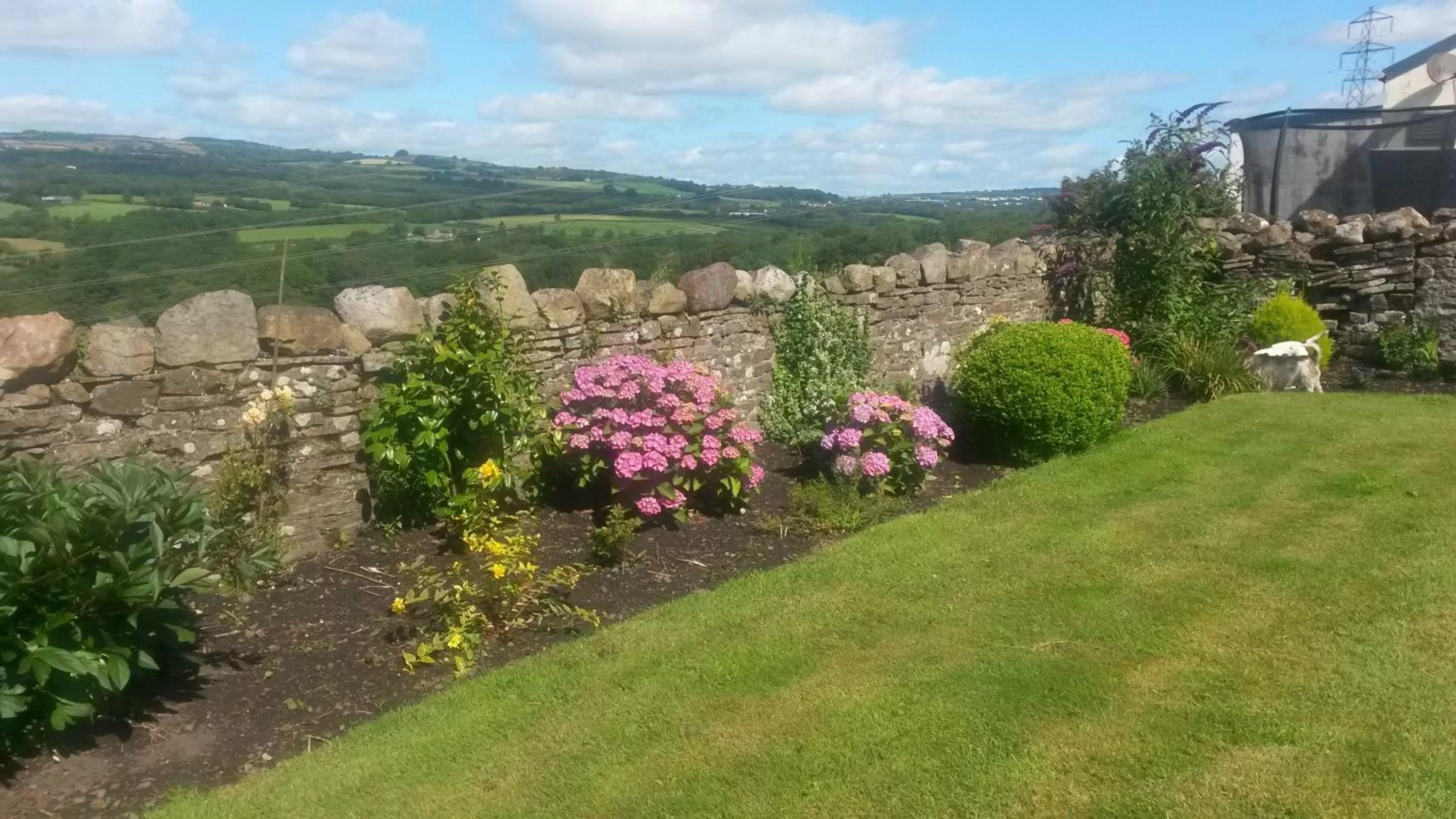 Natural landscape in Plas Newydd Farm
