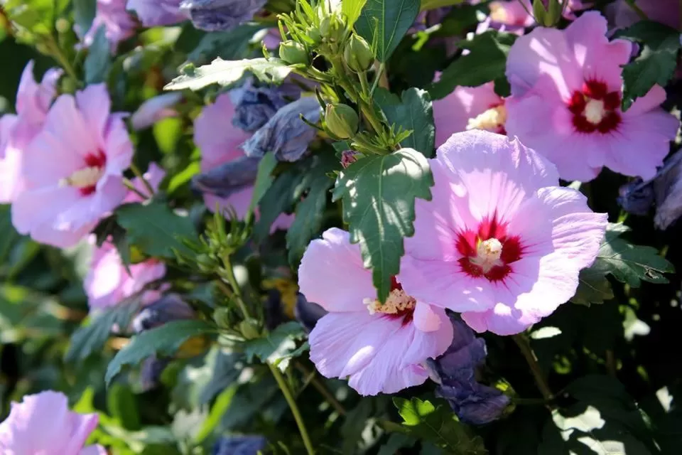 Day in Joia Hotel & Luxury Apartments RTA