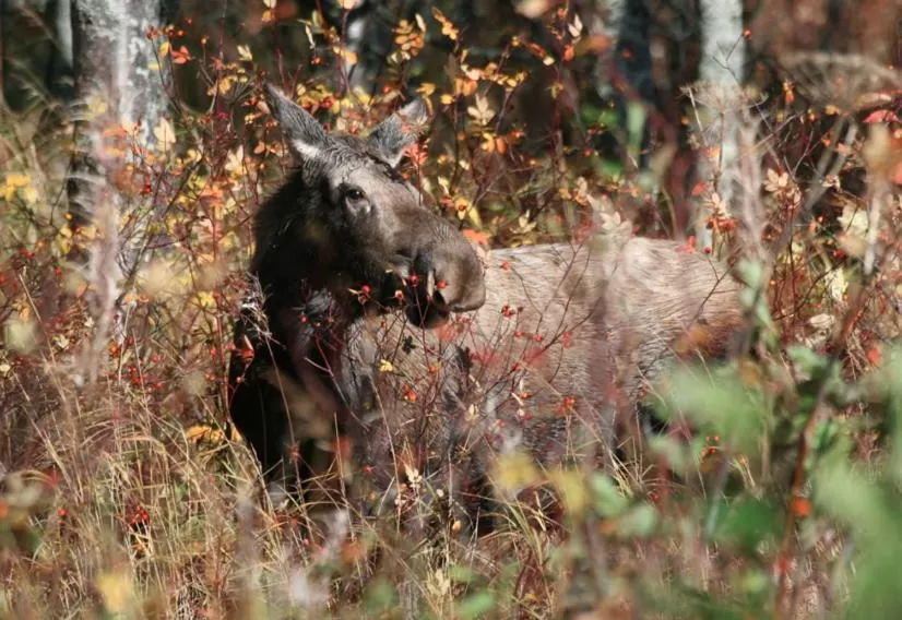 Natural landscape in Halcyon Heights B&B/Inn