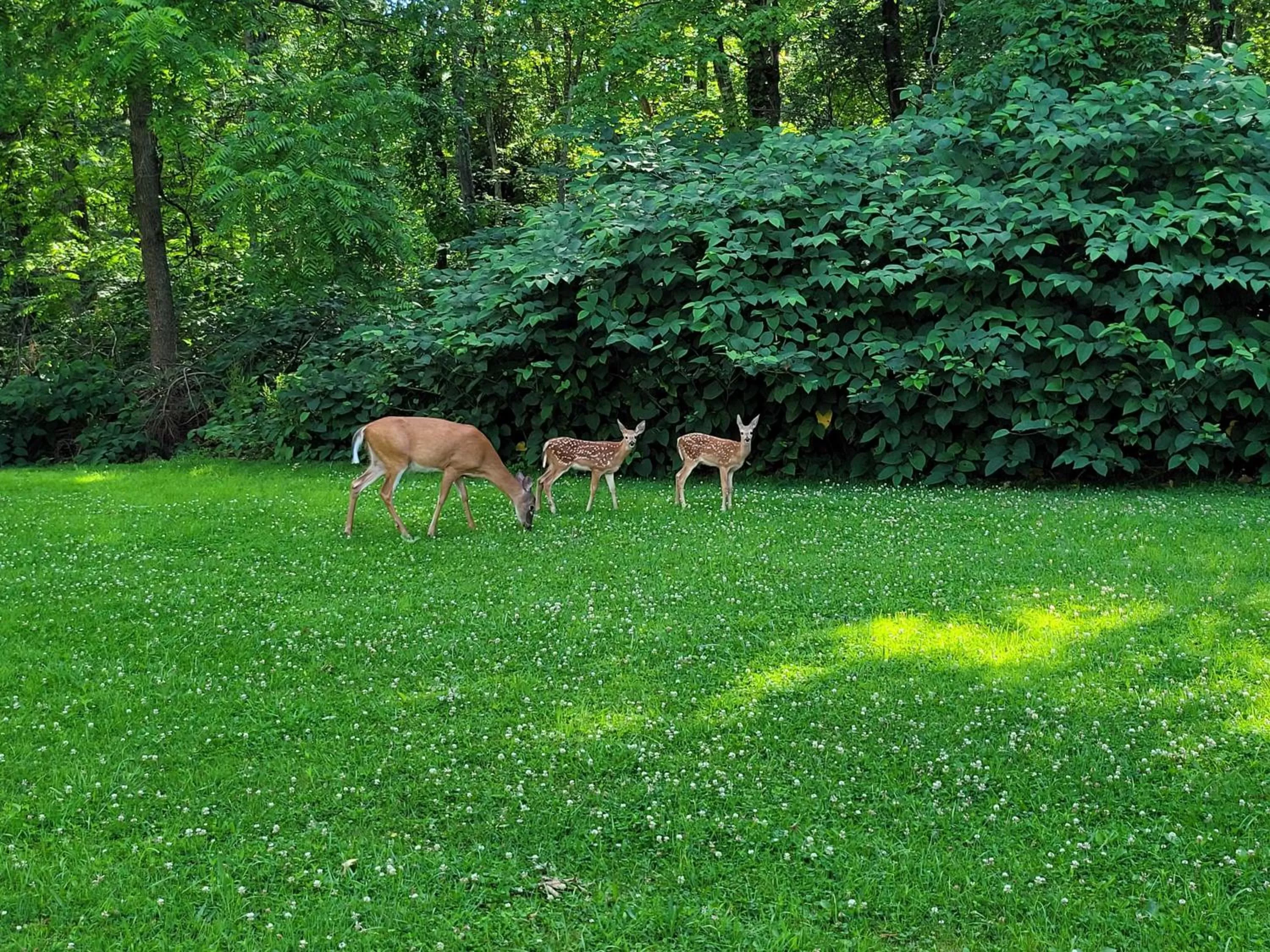 Garden, Other Animals in Pump House Inn & Spa