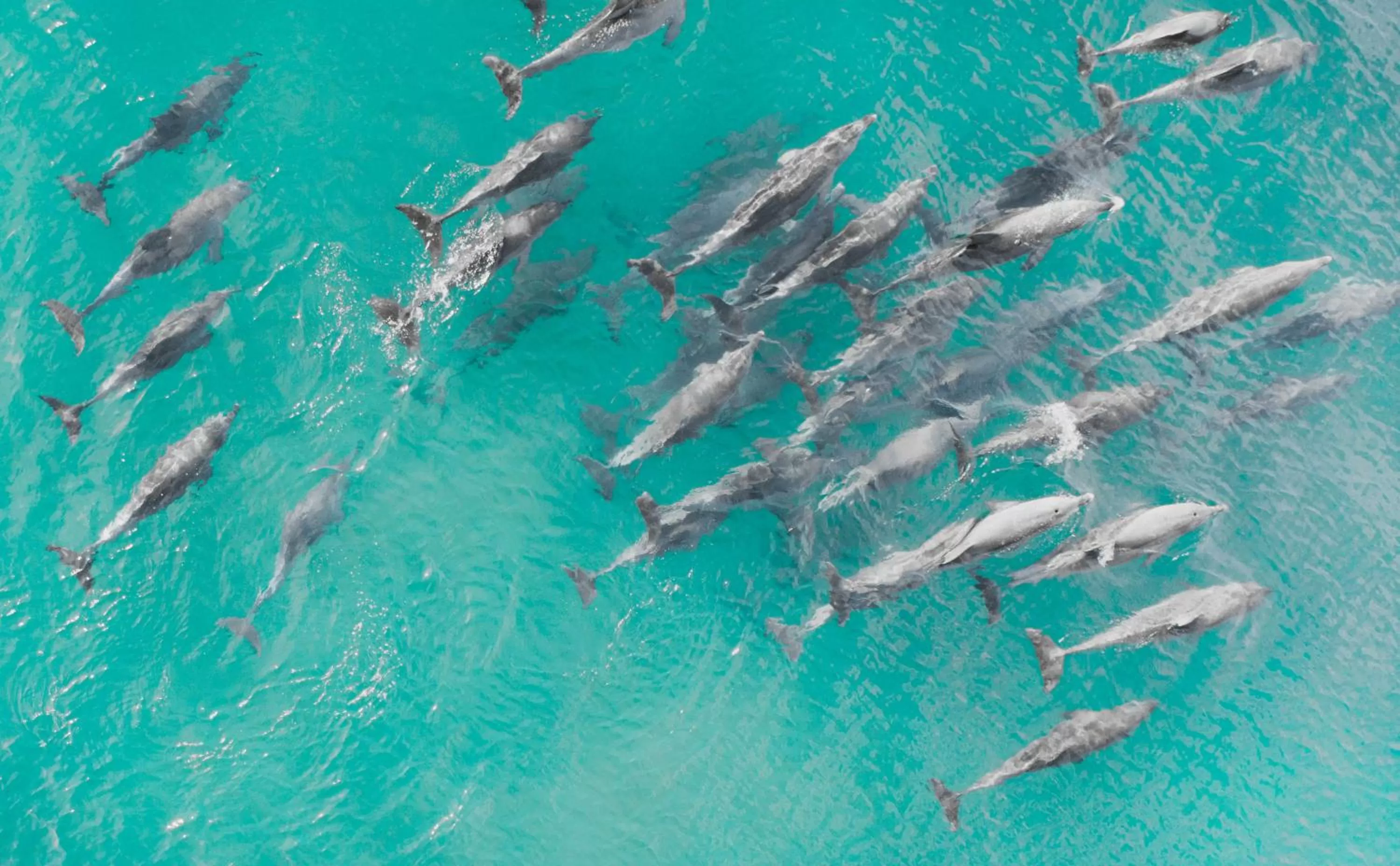 Snorkeling in Cocolala Beach House