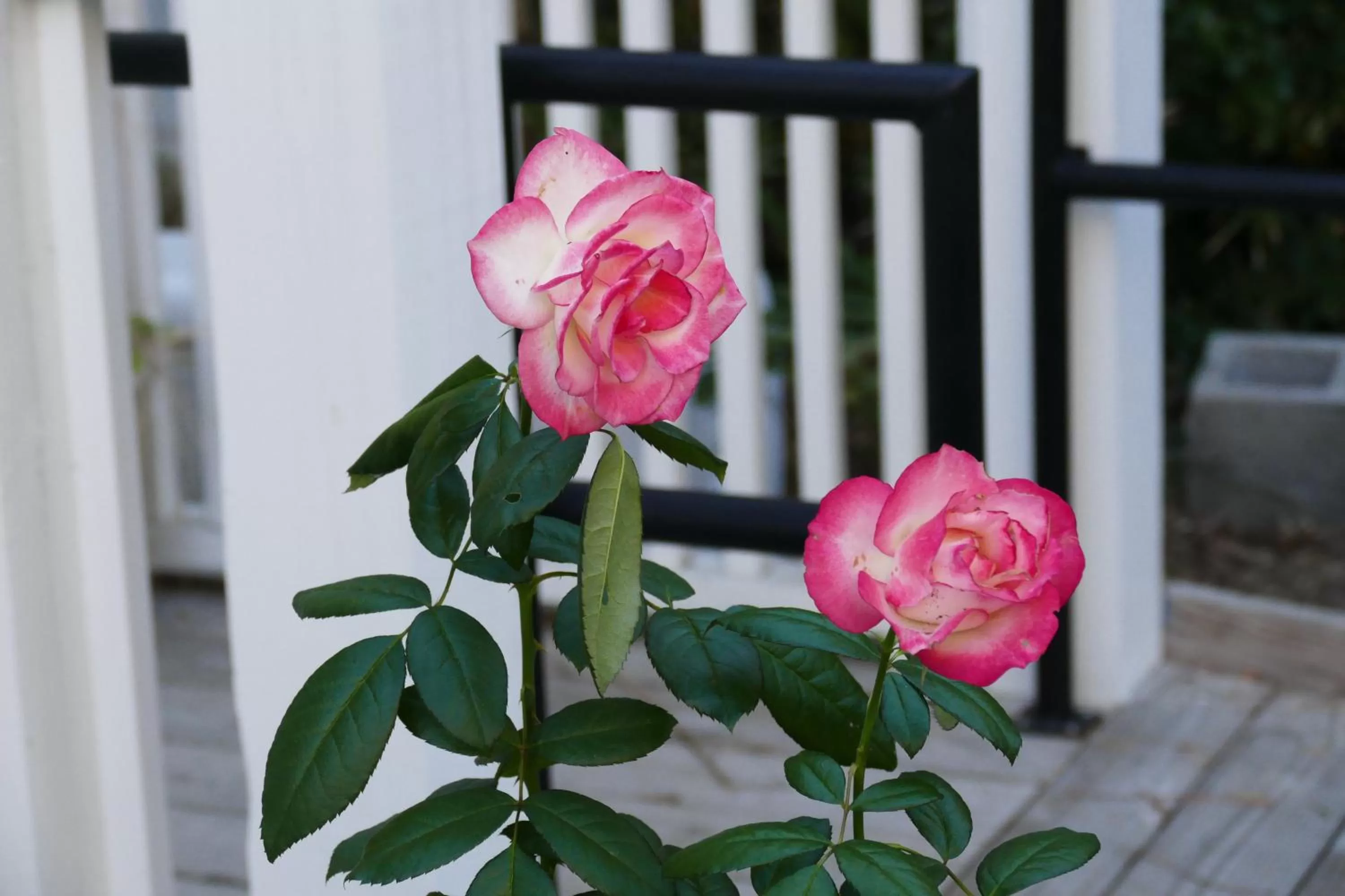 Garden view in Beachview Inn and Spa