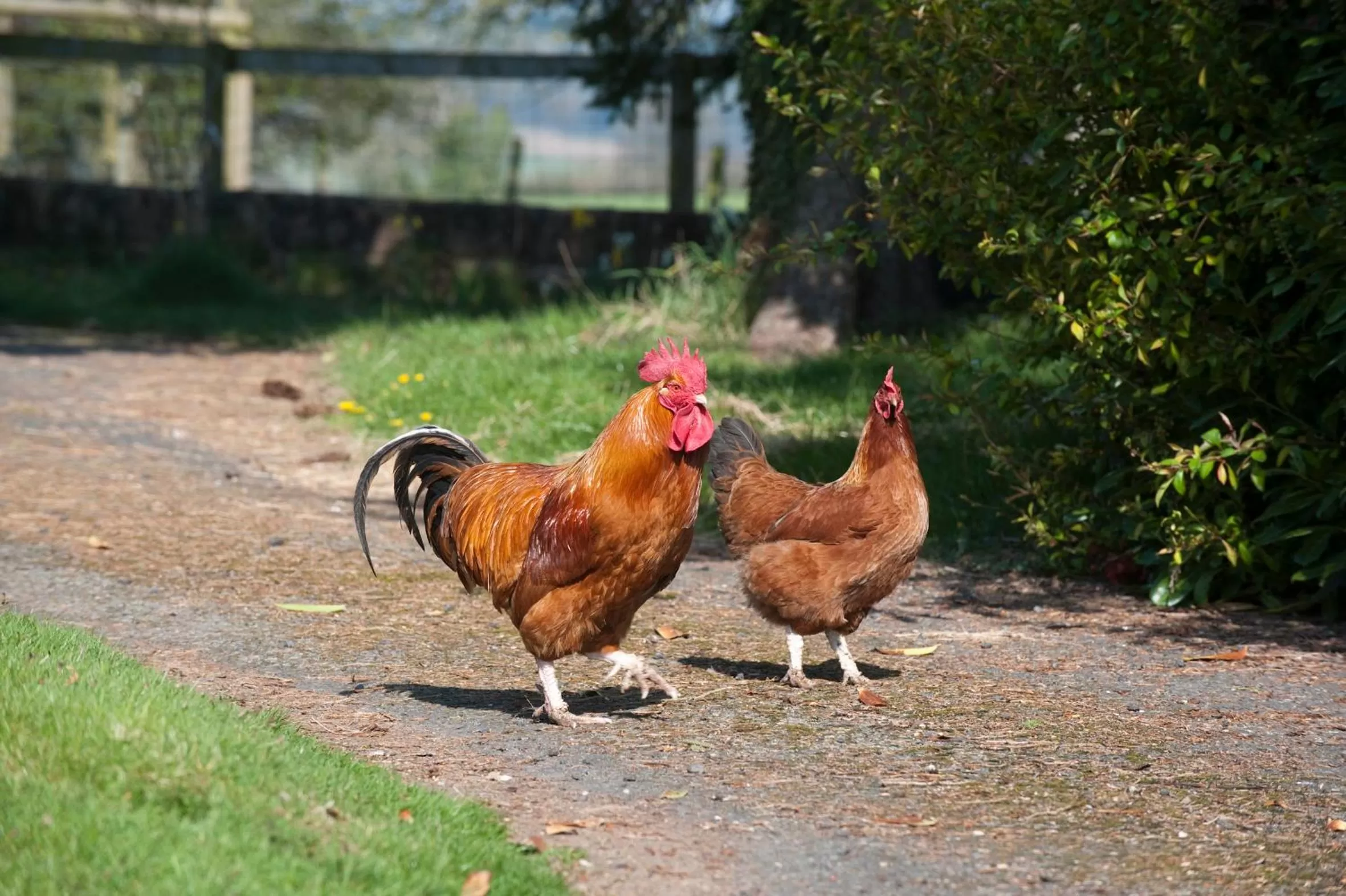 Animals in Broome Park Farm B&B