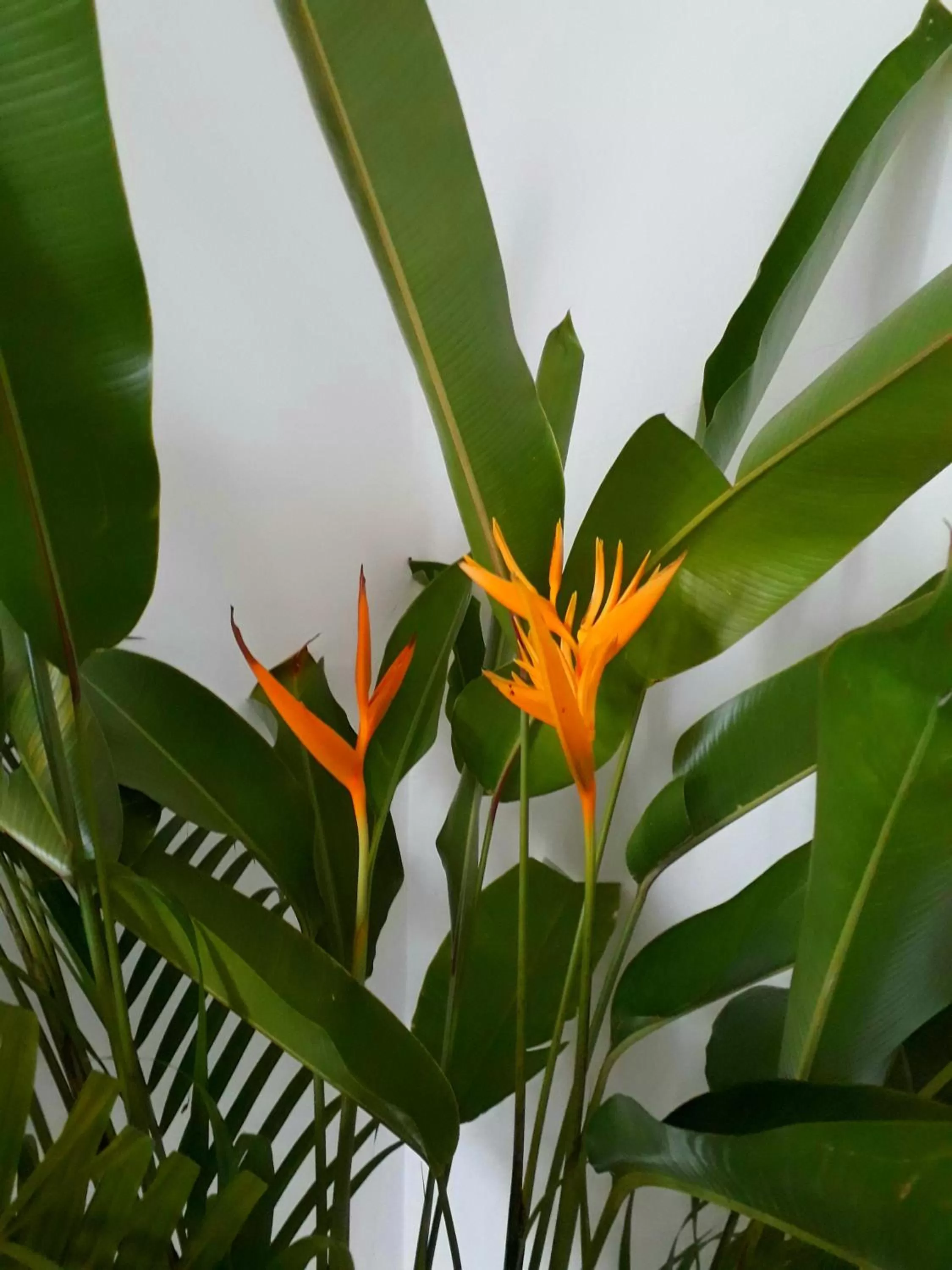 Garden in "27" Spathodea- Oasis in the City