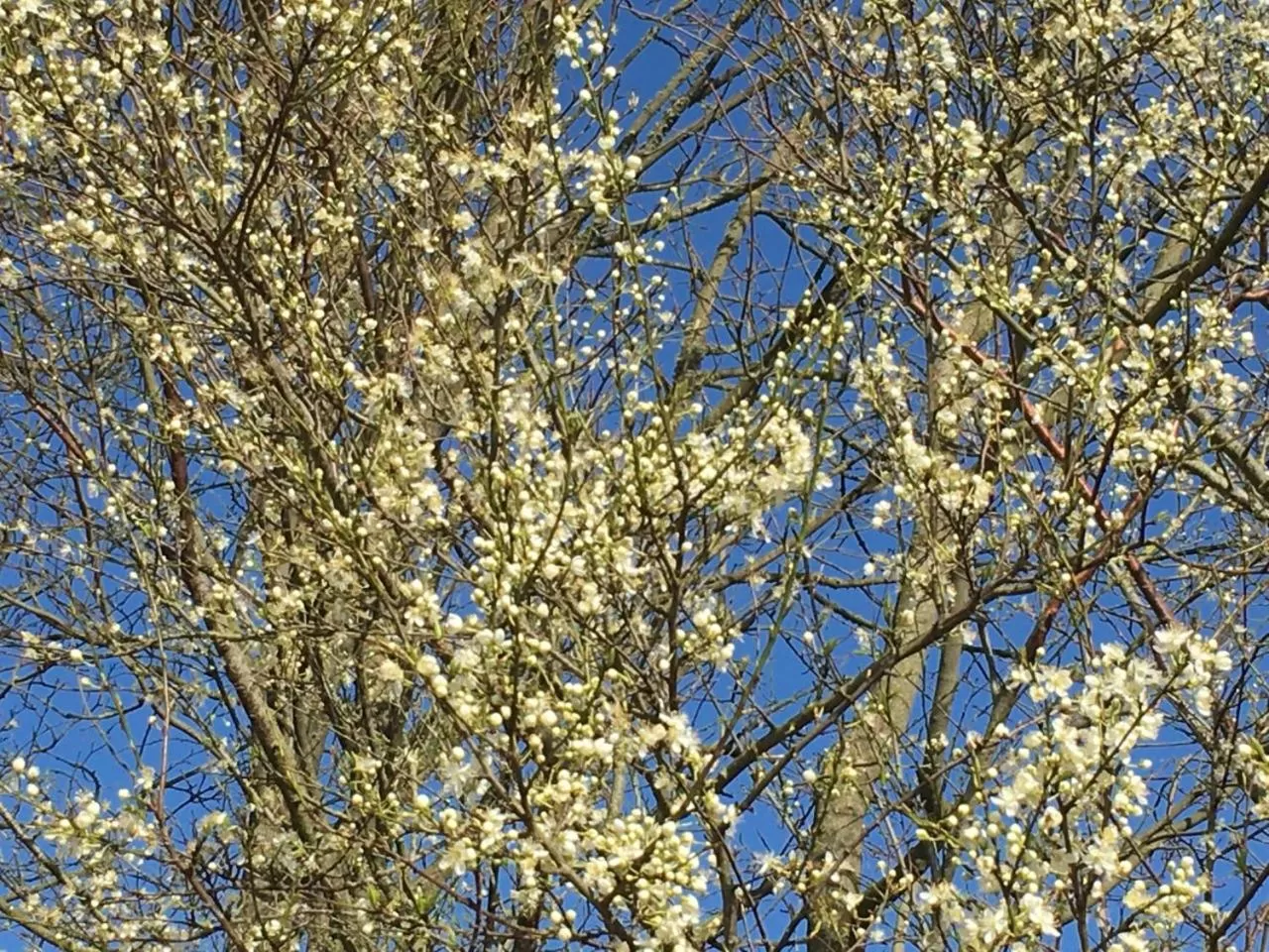 Spring in Motel Viborg