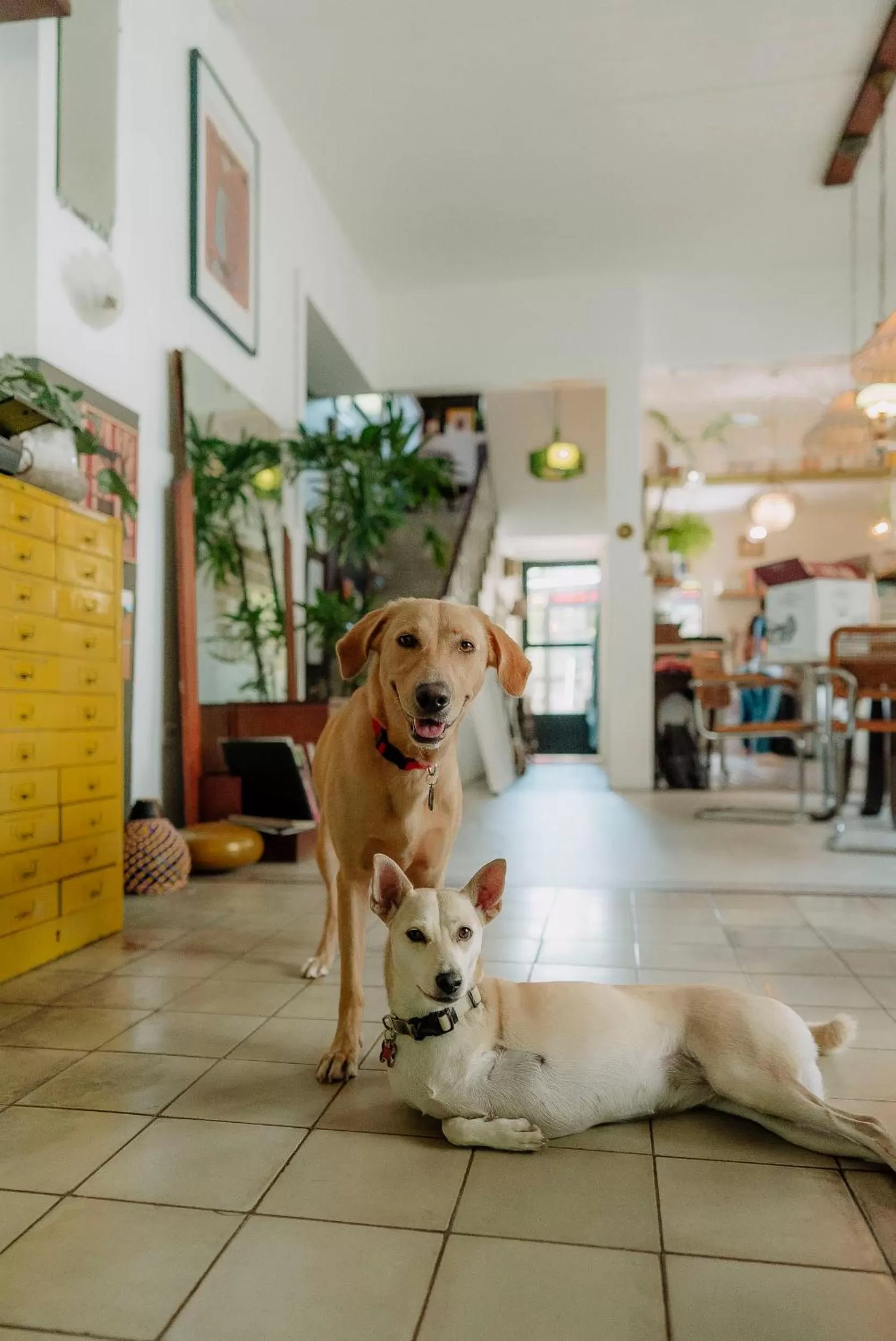 Pets in La Botanica Hotel