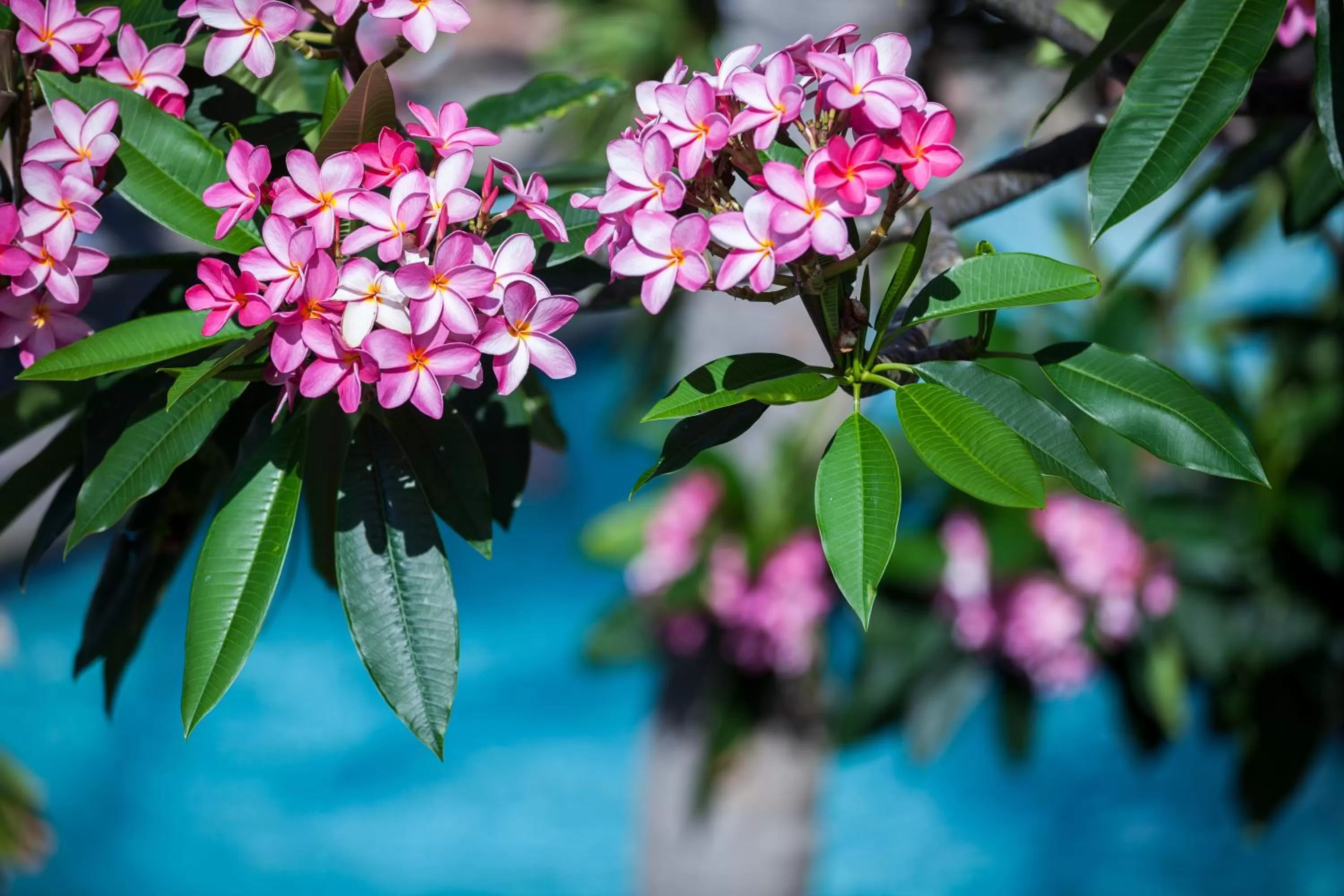 Decorative detail in Opal Key Resort & Marina