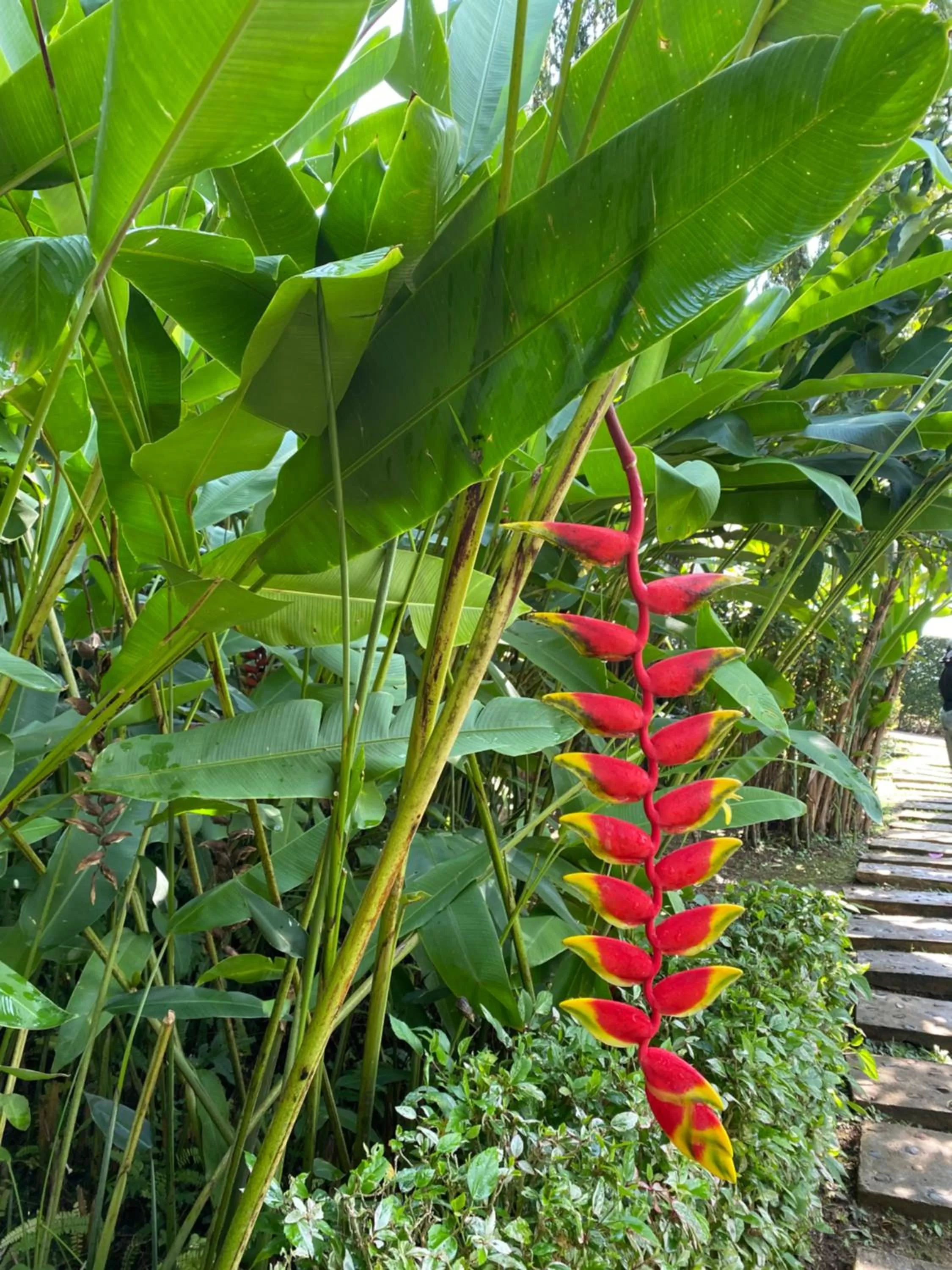 Garden in Pura Vida Pai Resort
