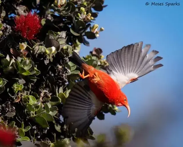 Deluxe King Studio in Kilauea House Deluxe King Studio in Kilauea House