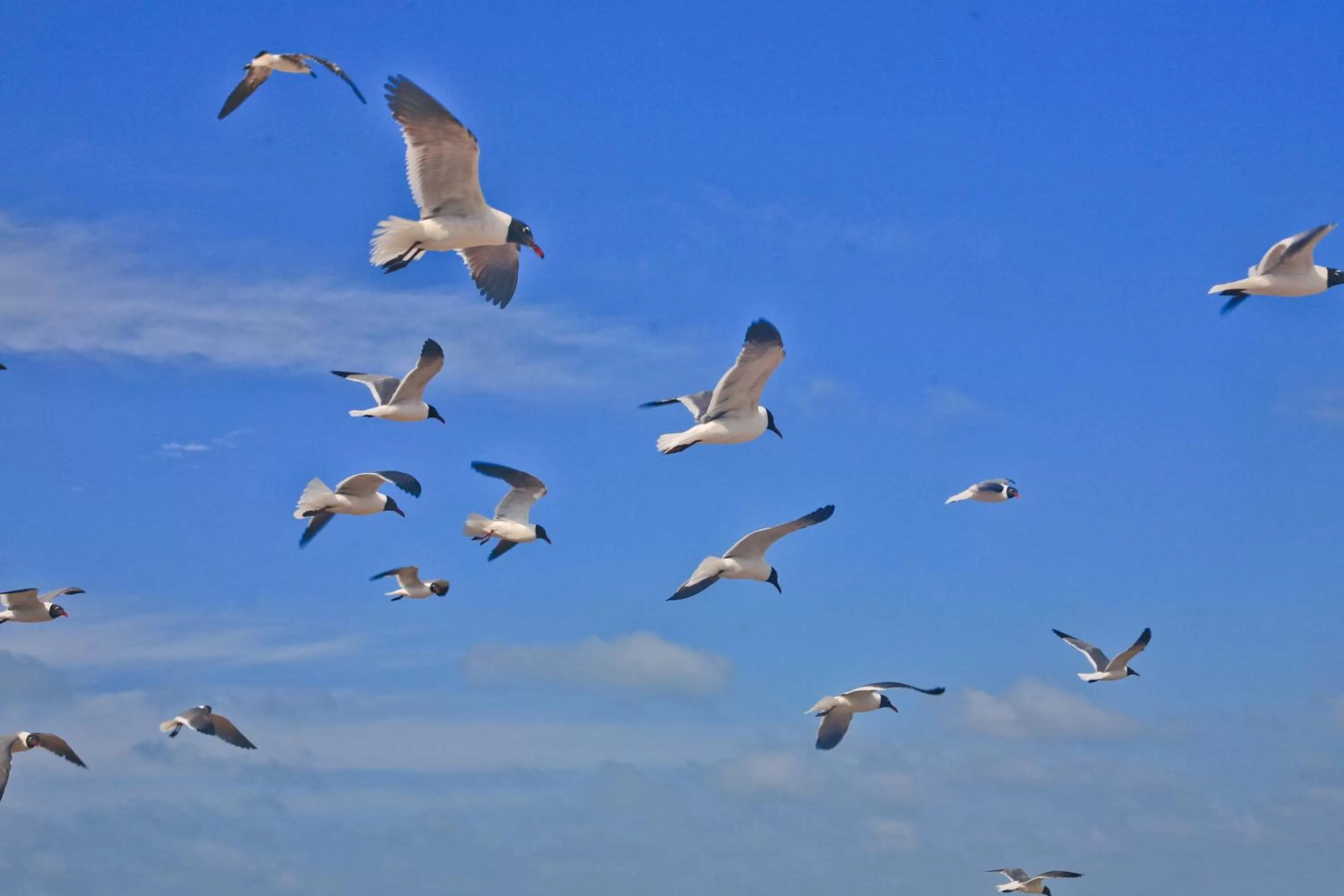 Other Animals in La Internacional Condominiums #210