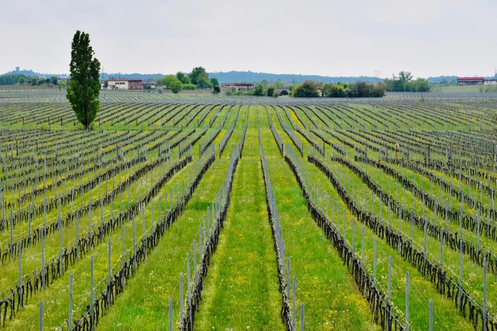 Natural landscape in Il Vigneto