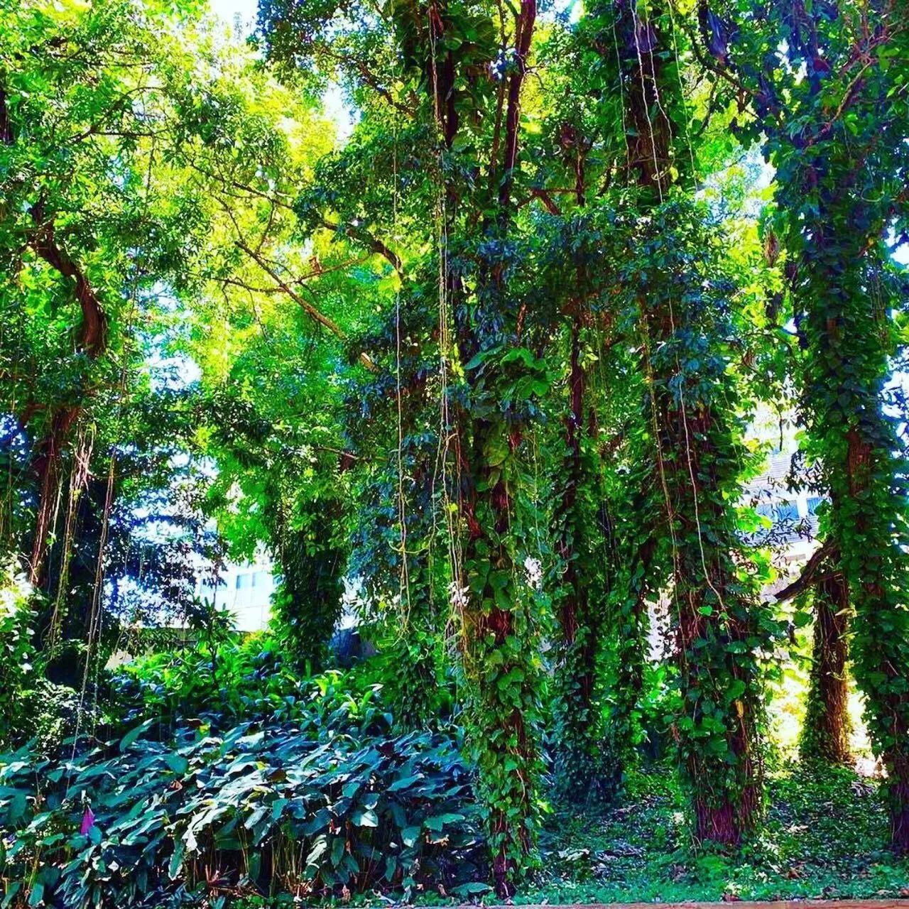 Natural landscape, Garden in Hotel Cataguases